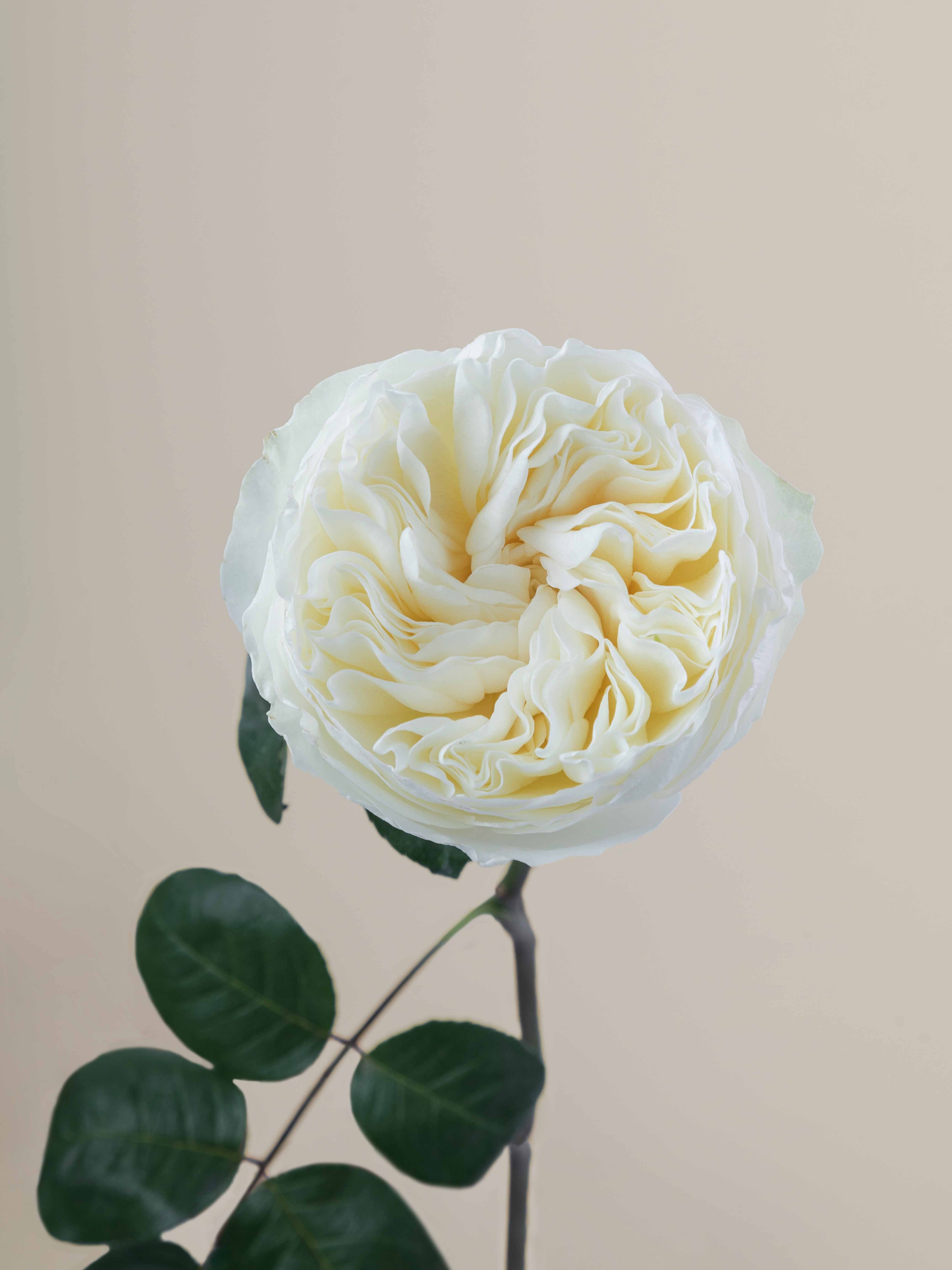 Rosaprima | Aurora Gardens