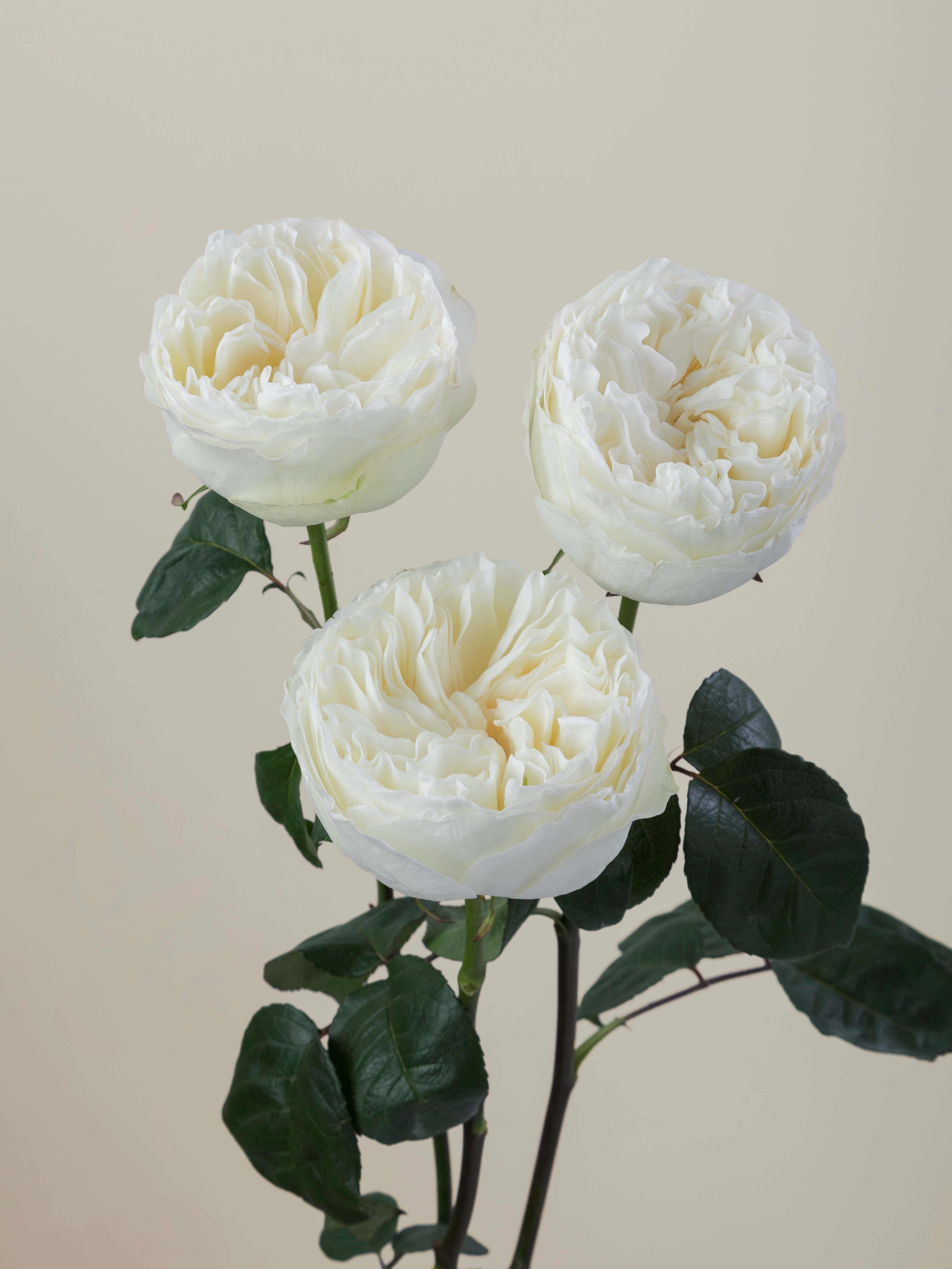 Rosaprima | Aurora Gardens