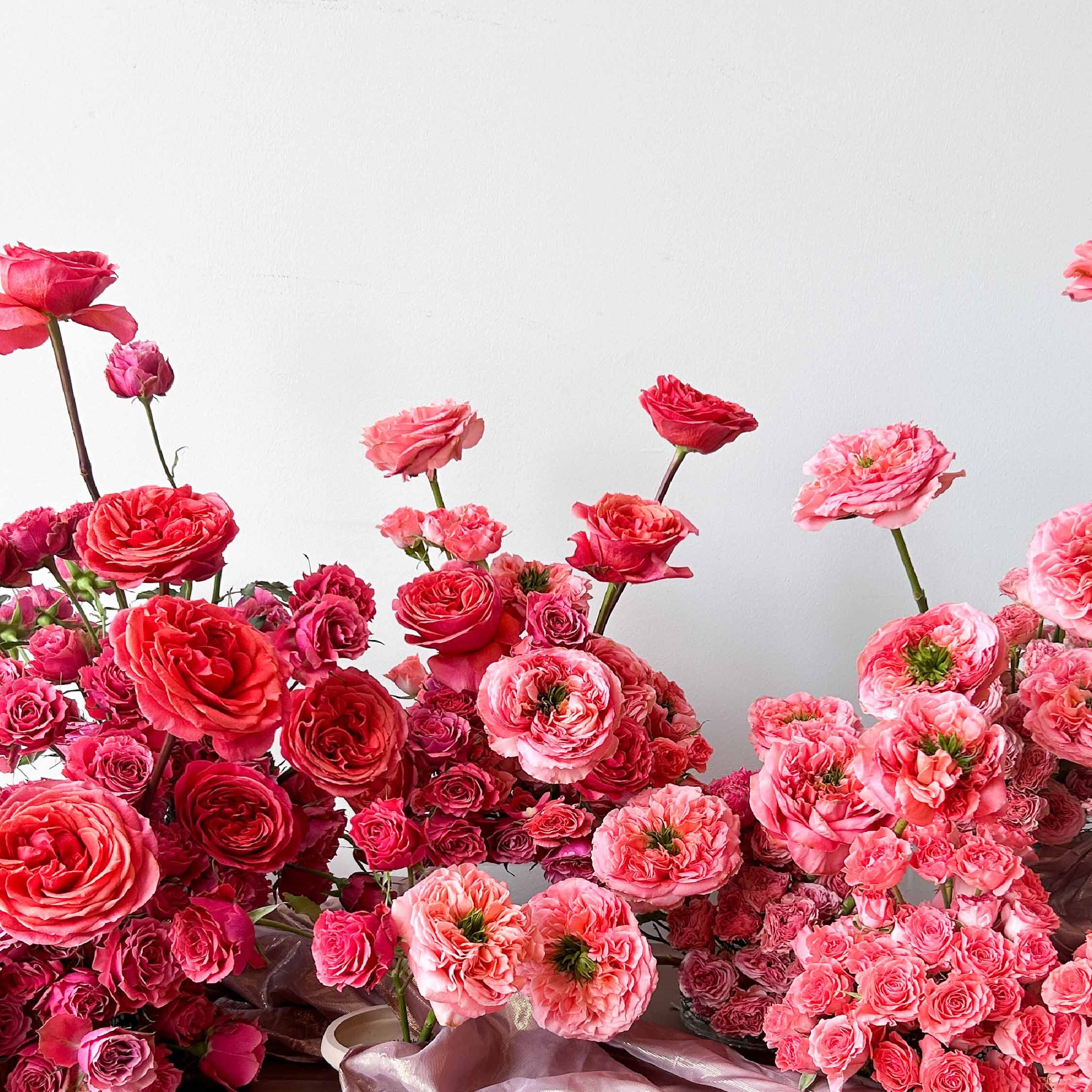 Symbol Roses Rosa Prima Rosaprima | Let Your Personality Bloom