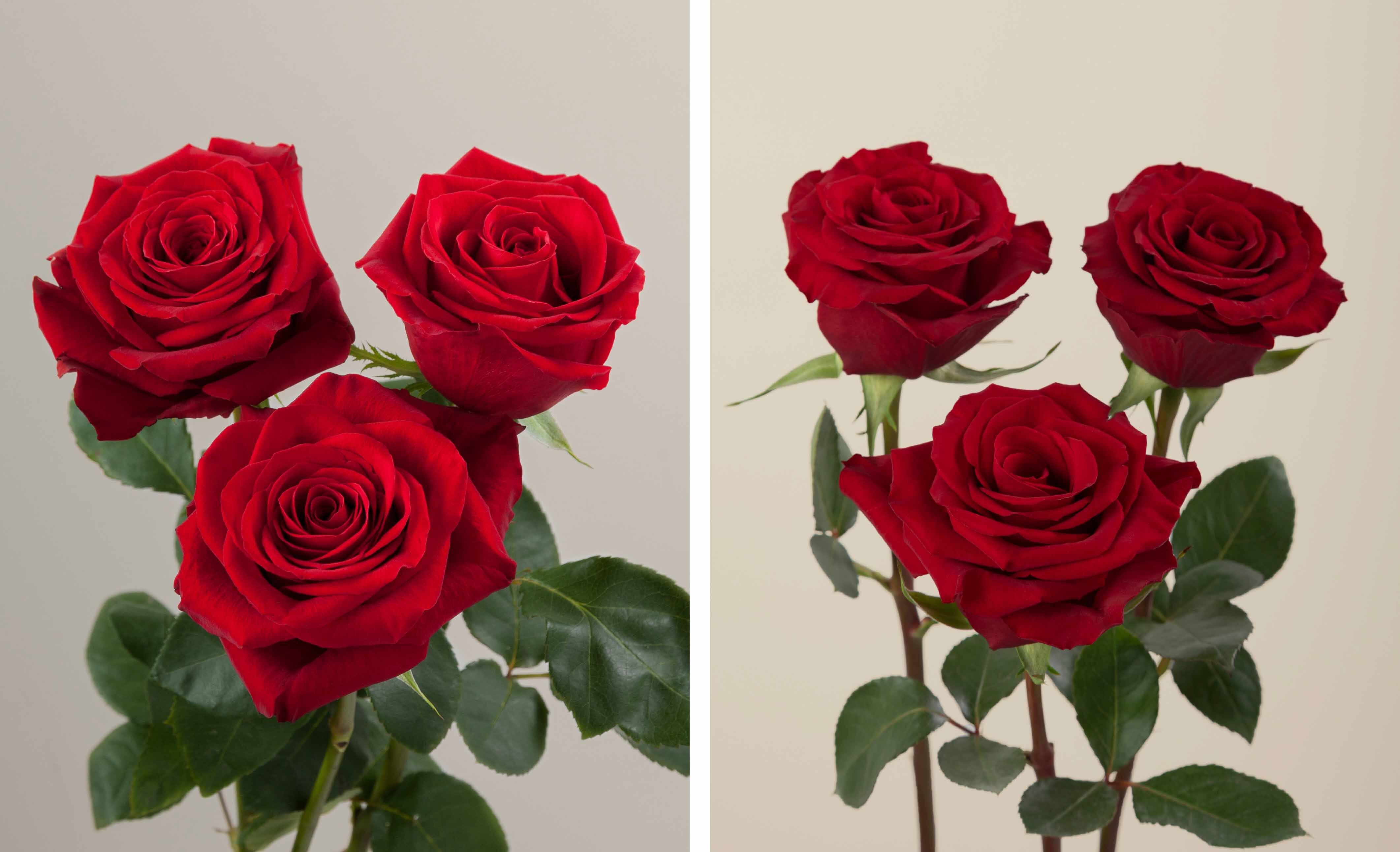 Freedom & Redvolution