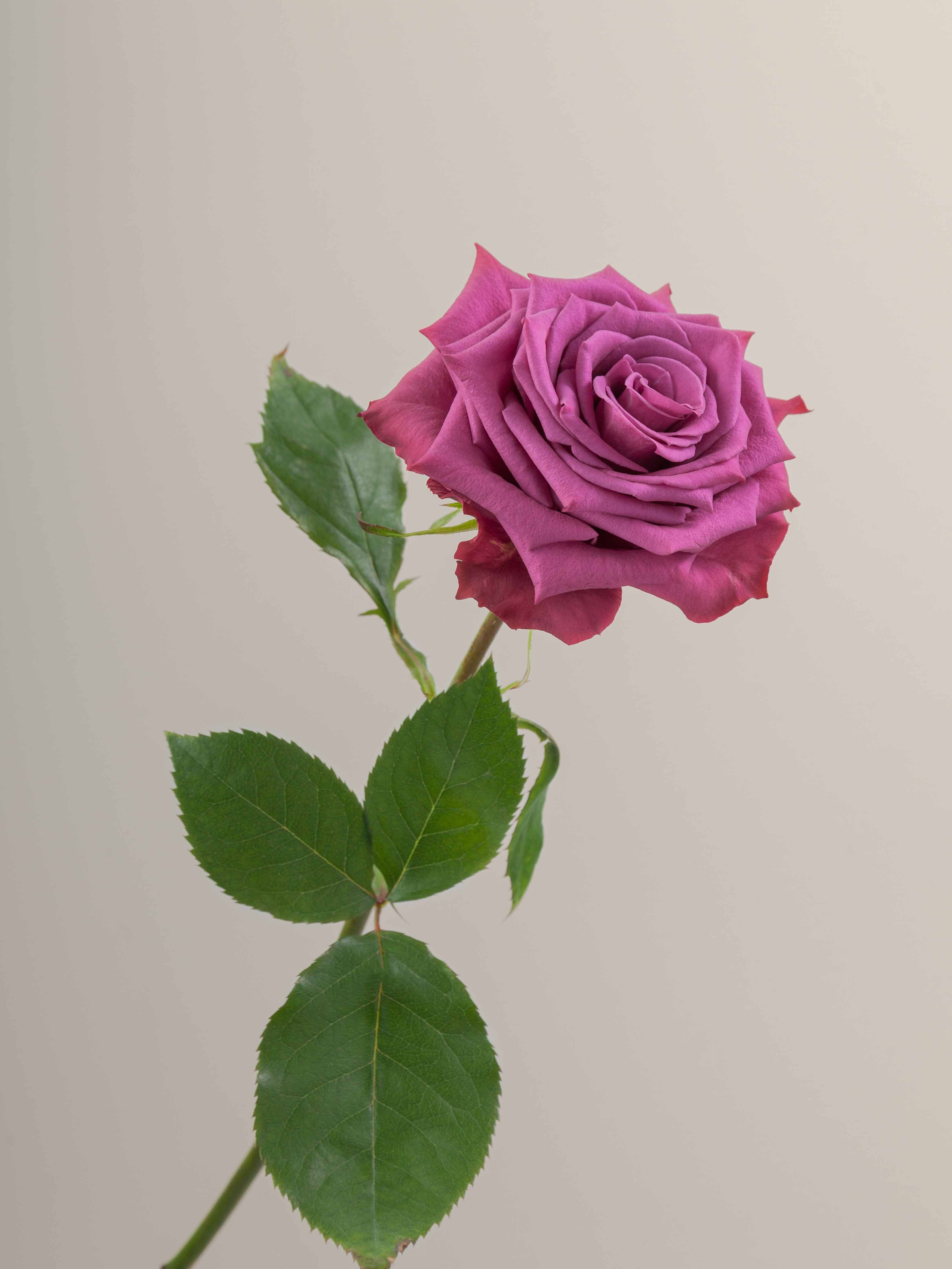 Rosaprima | Blueberry