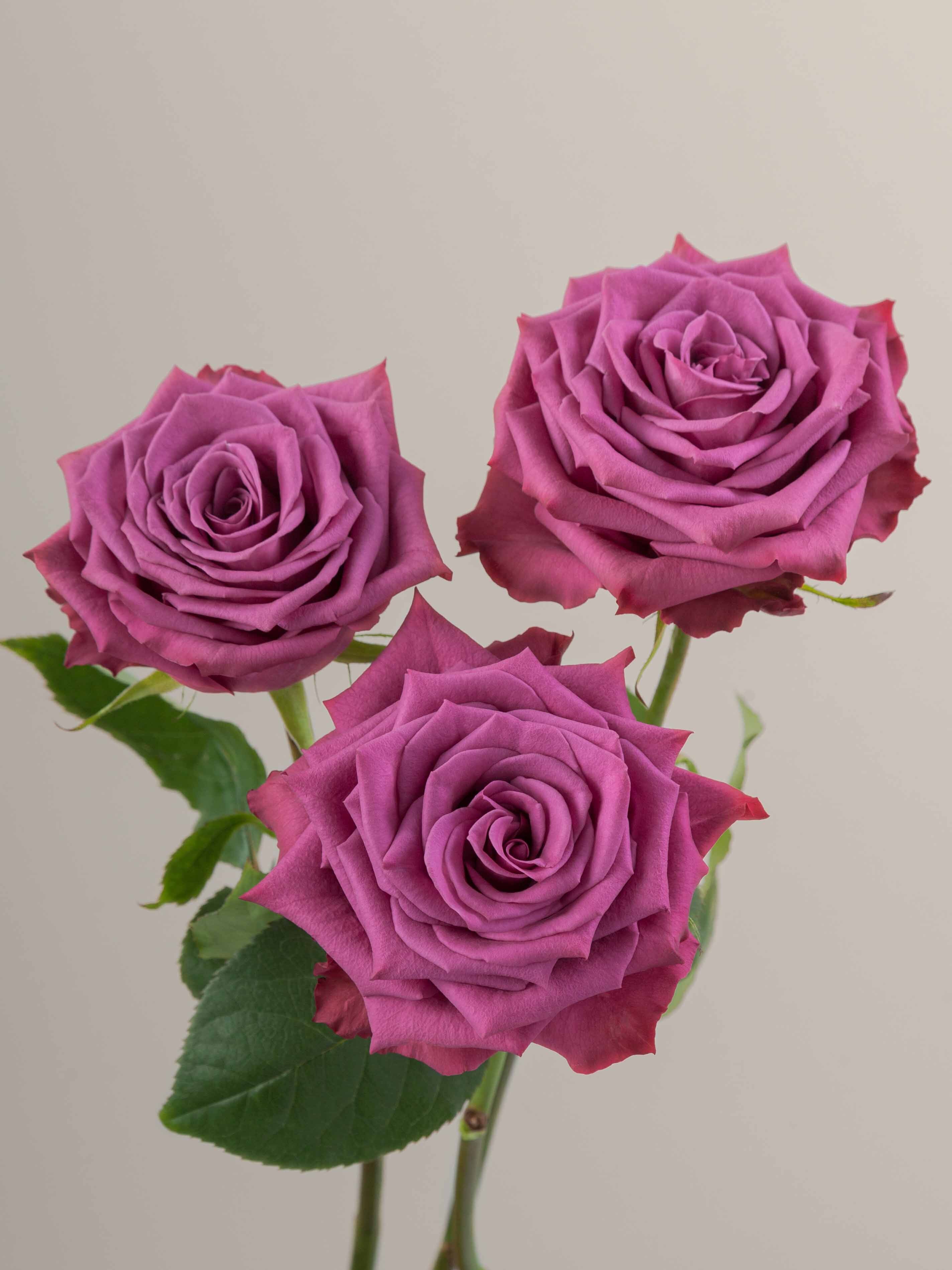 Rosaprima | Blueberry
