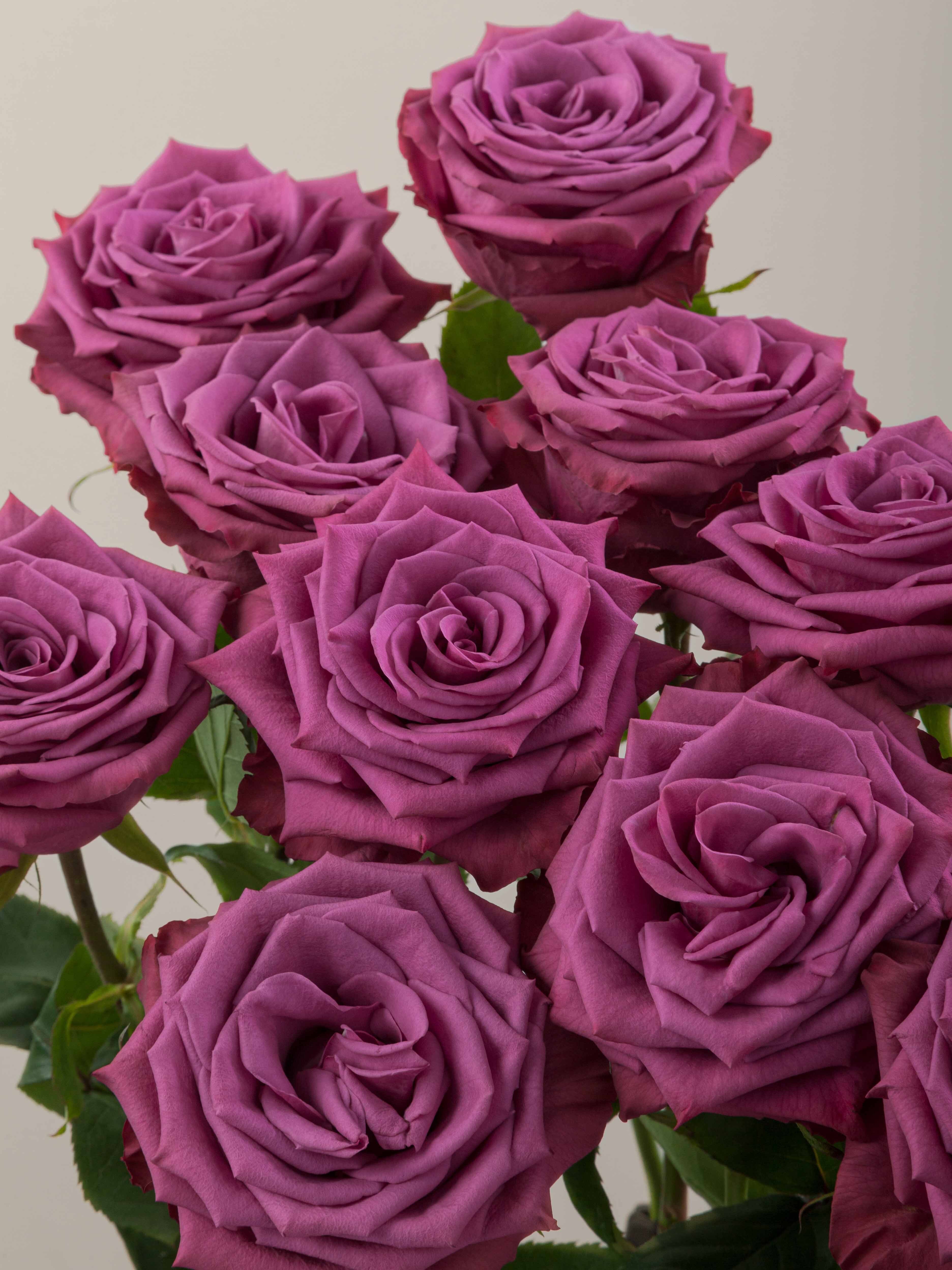 Rosaprima | Blueberry