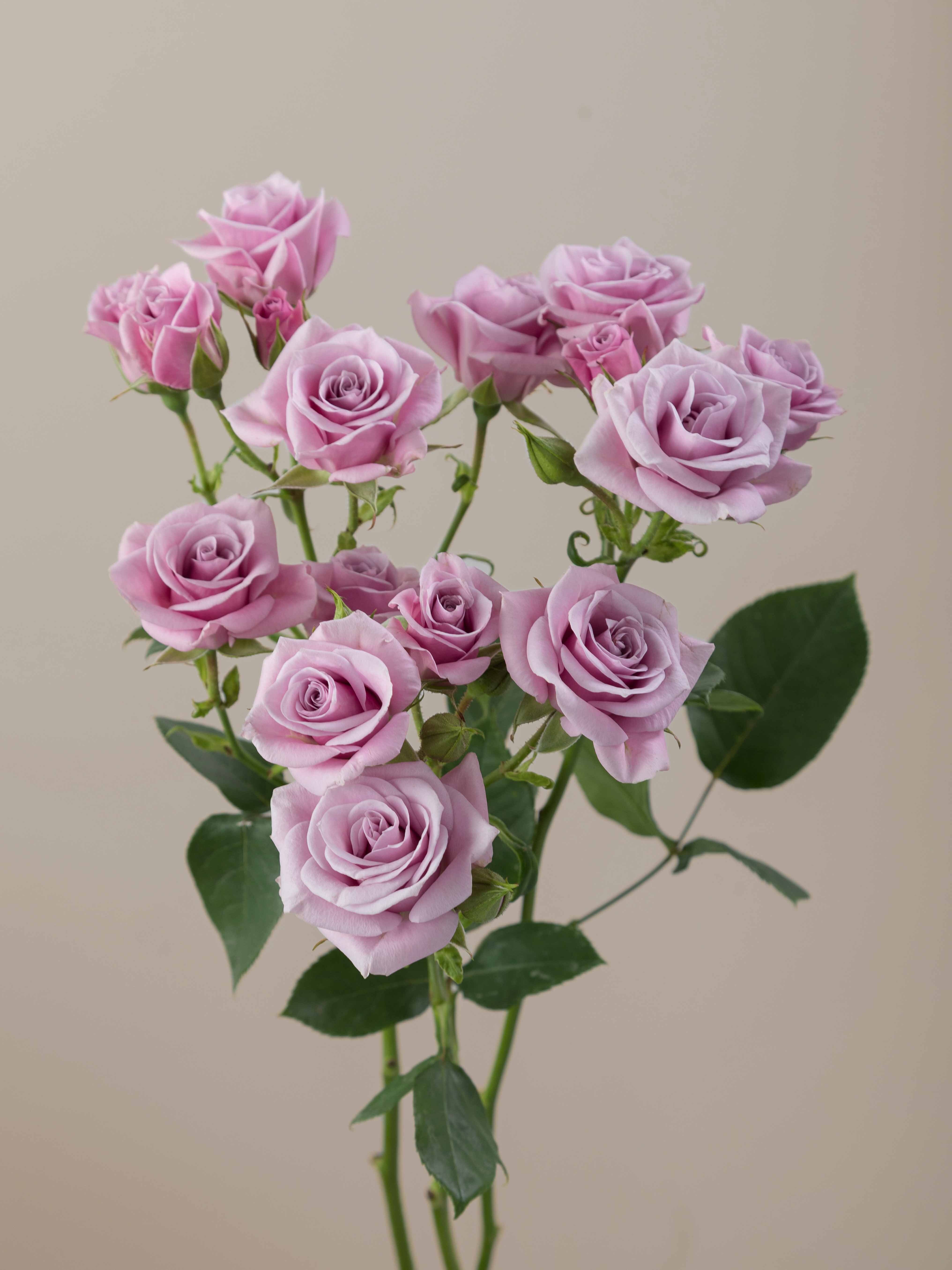 Rosaprima | Brillant Stars Sagitta