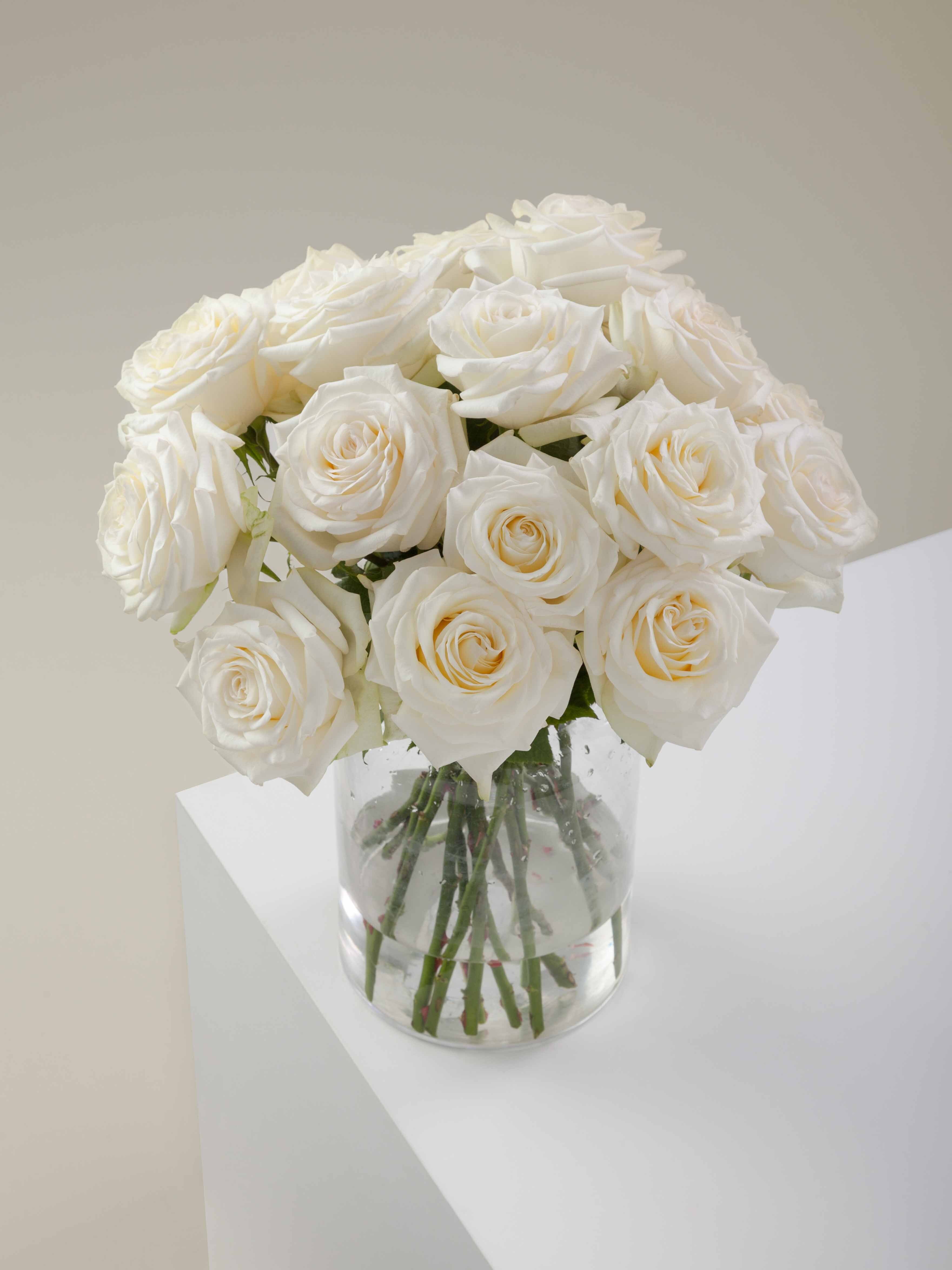Candlelight Roses Rosaprima | Candlelight