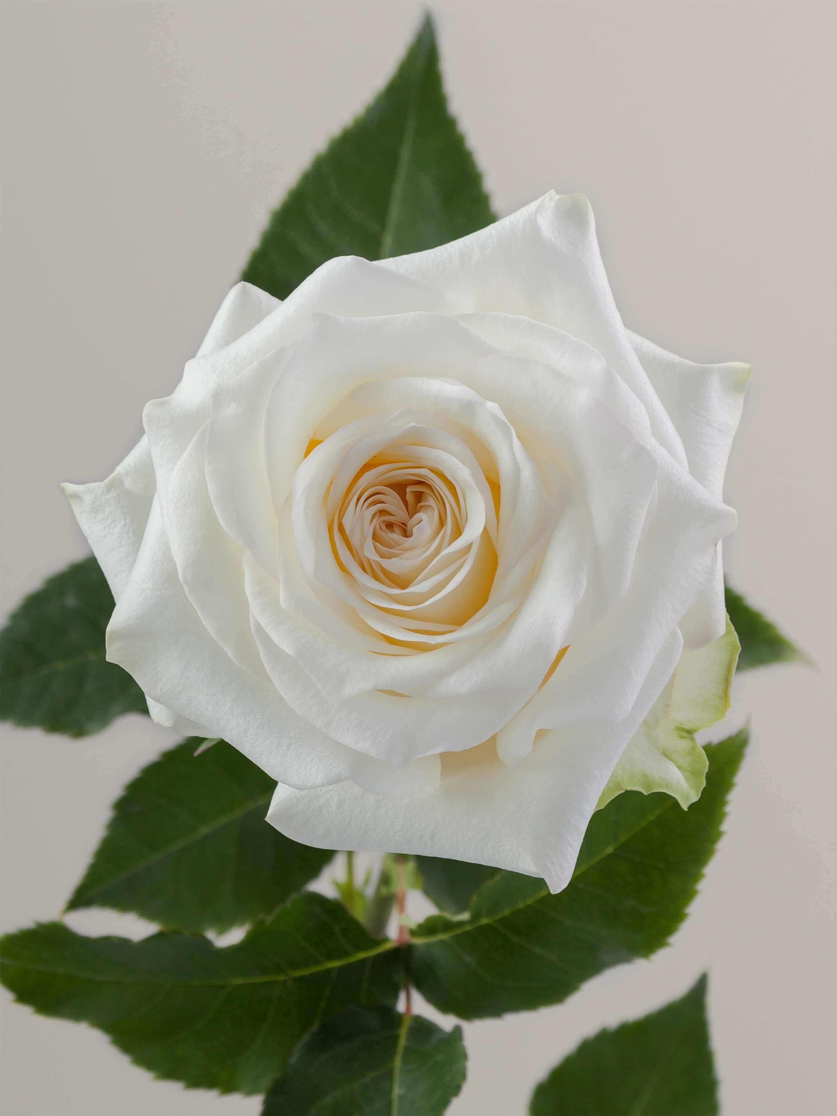 Symbol Roses Rosa Prima Rosaprima | Candlelight