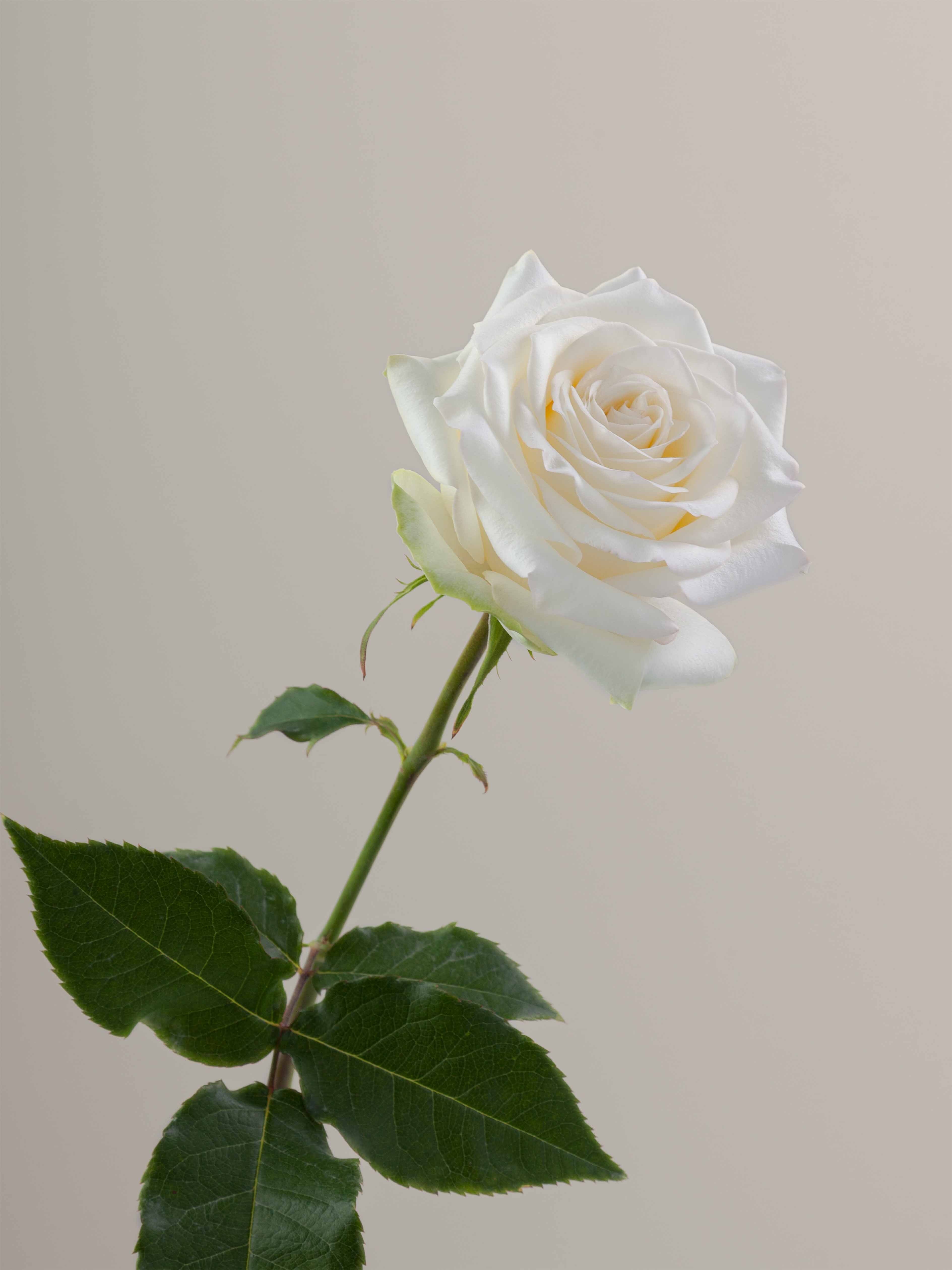 Candlelight Roses Rosaprima | Candlelight