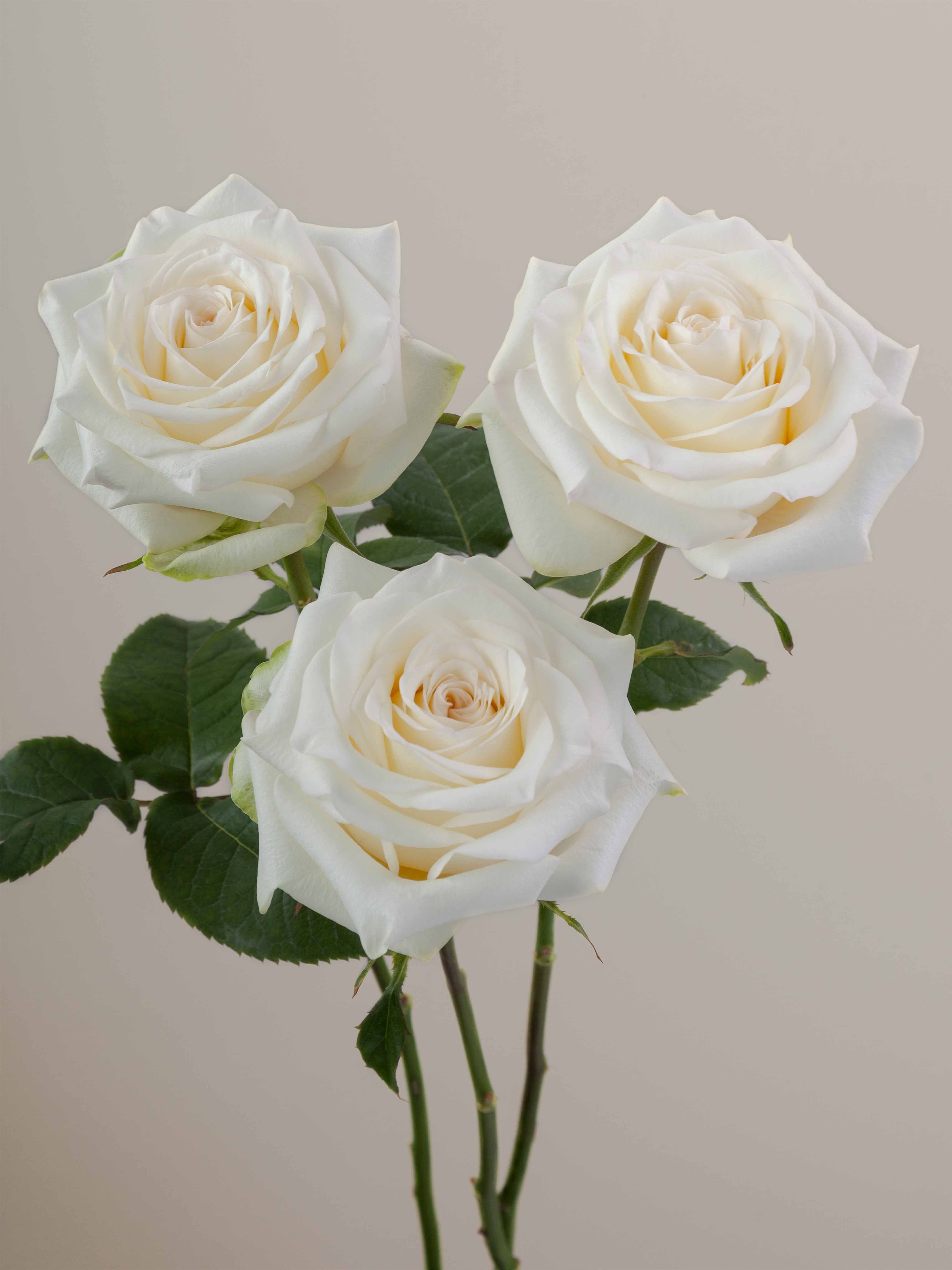 Candlelight Roses Rosaprima | Candlelight