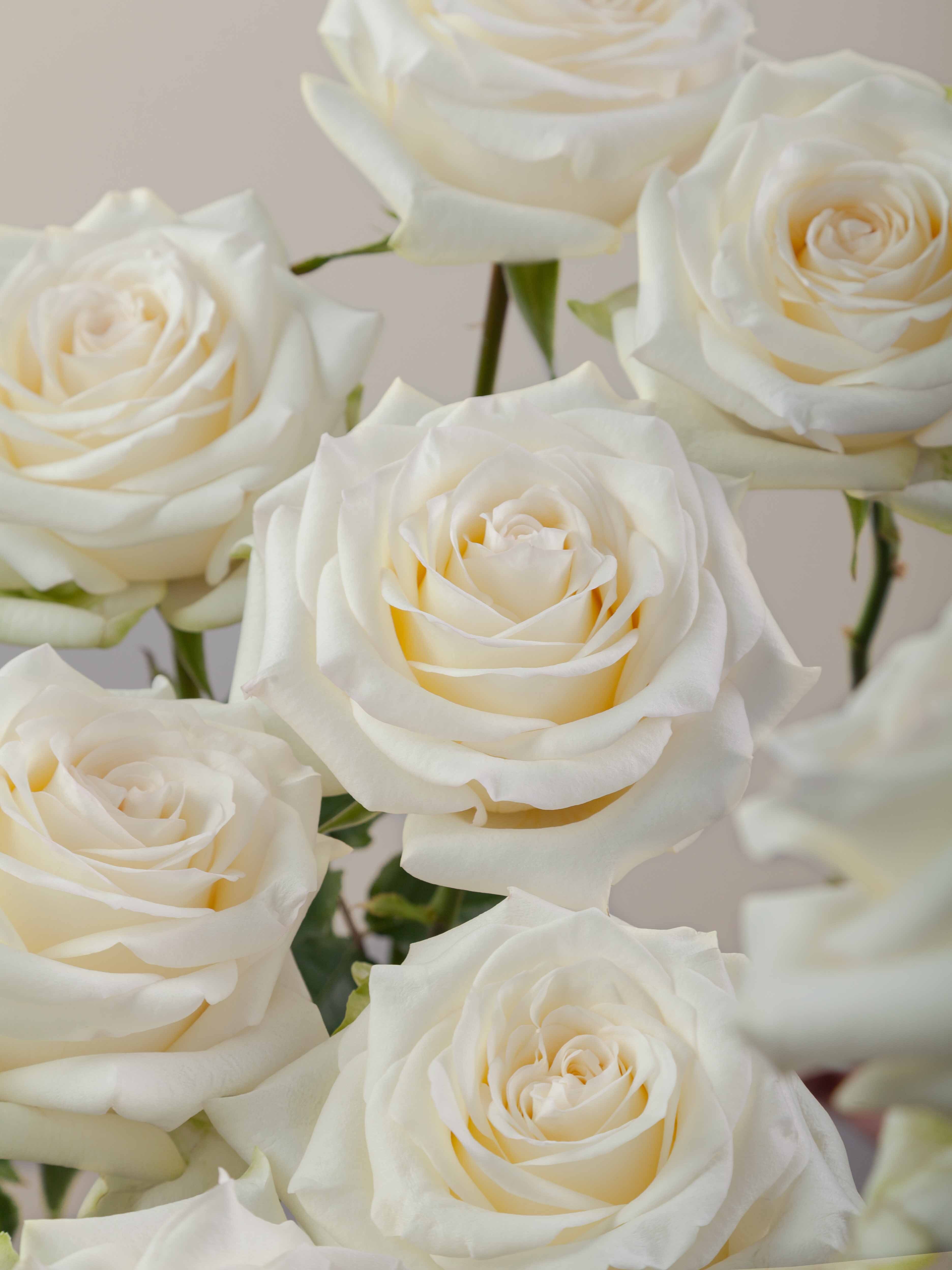 Candlelight Roses Rosaprima | Candlelight