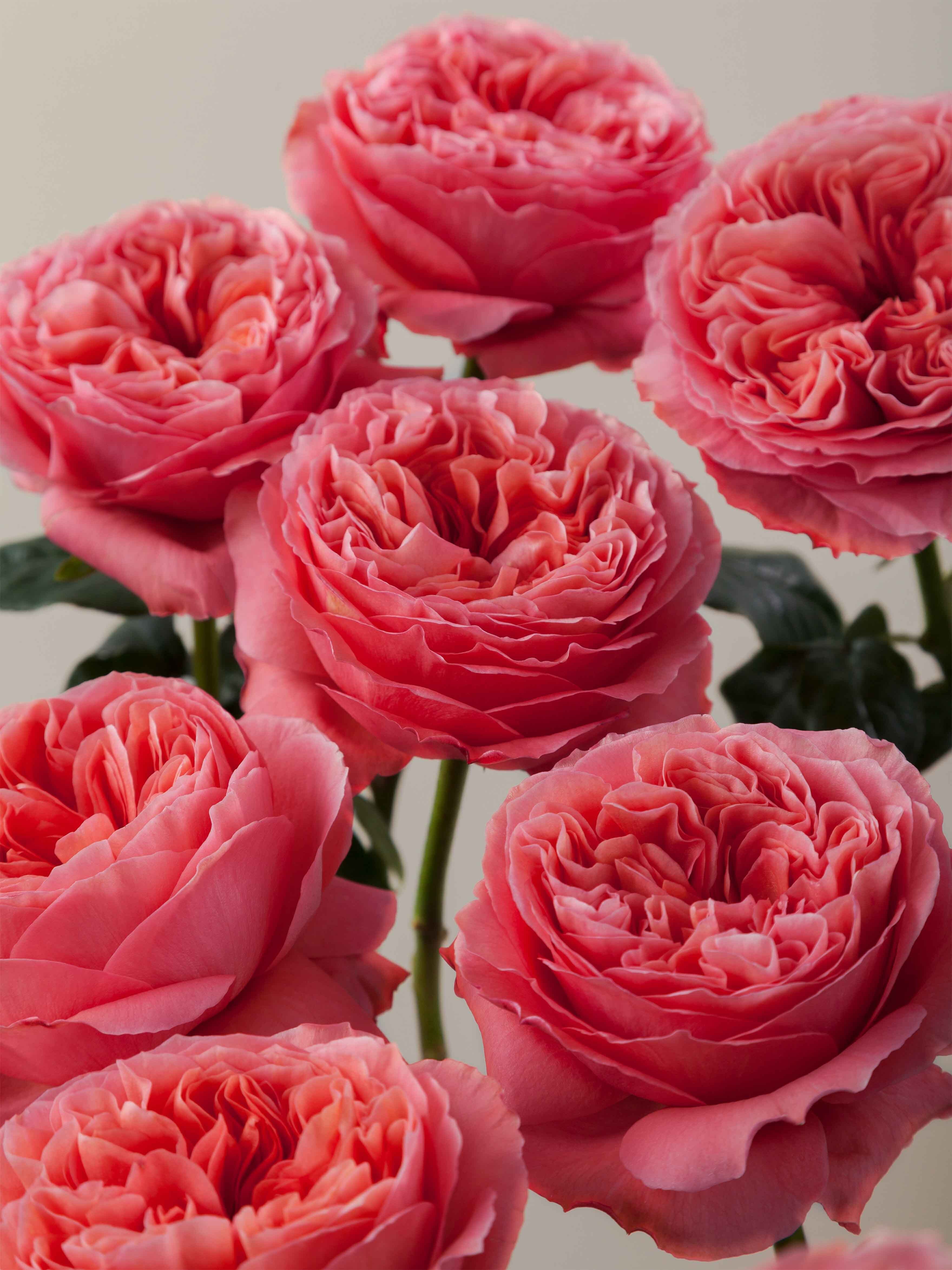 Rosaprima | Candy X-Pression