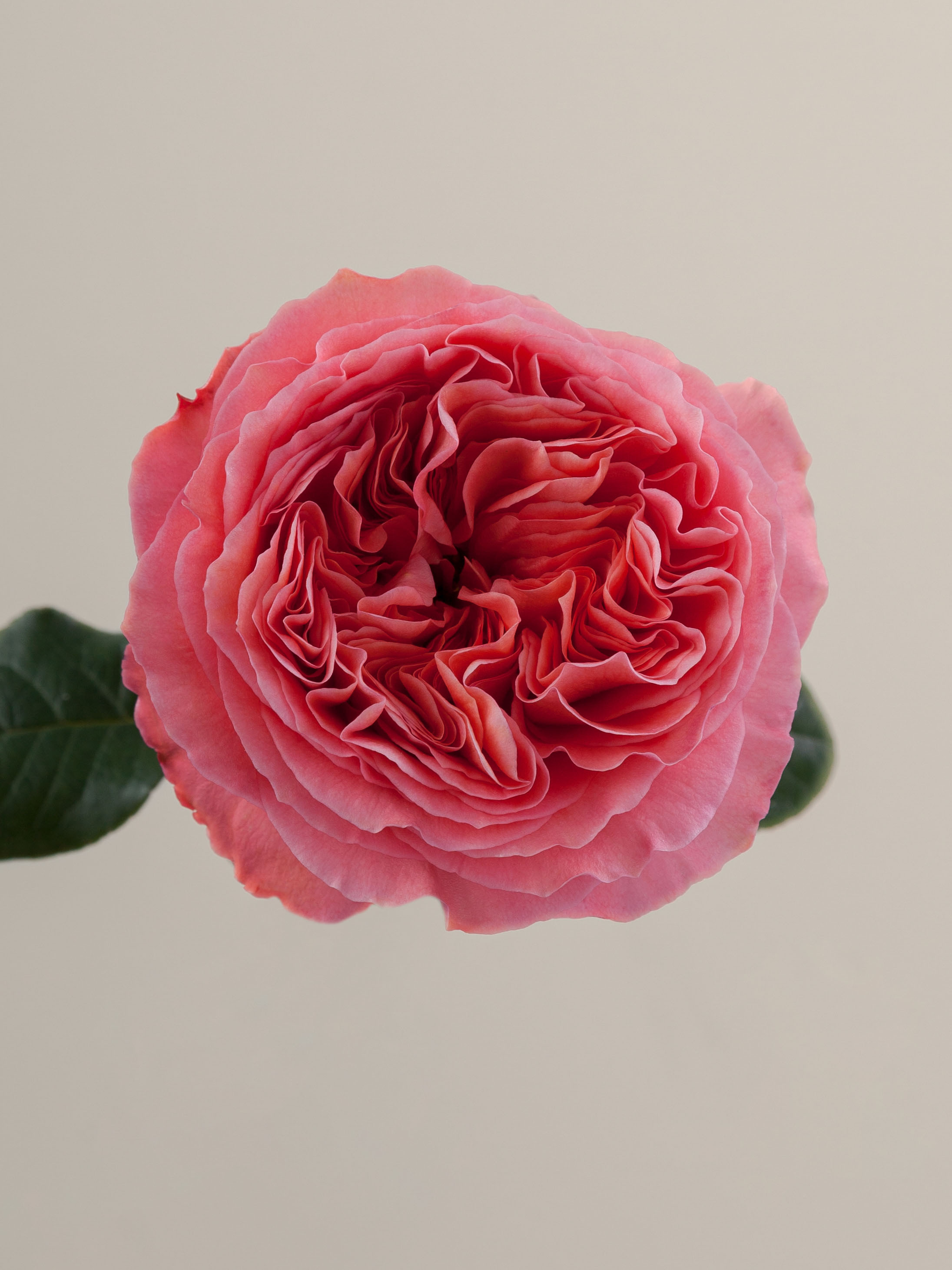 Rosaprima | Candy X-Pression