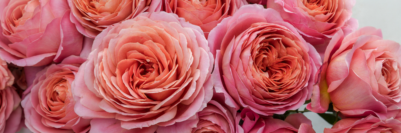 その他 bp rose Rosaprima | Dark X-Pression