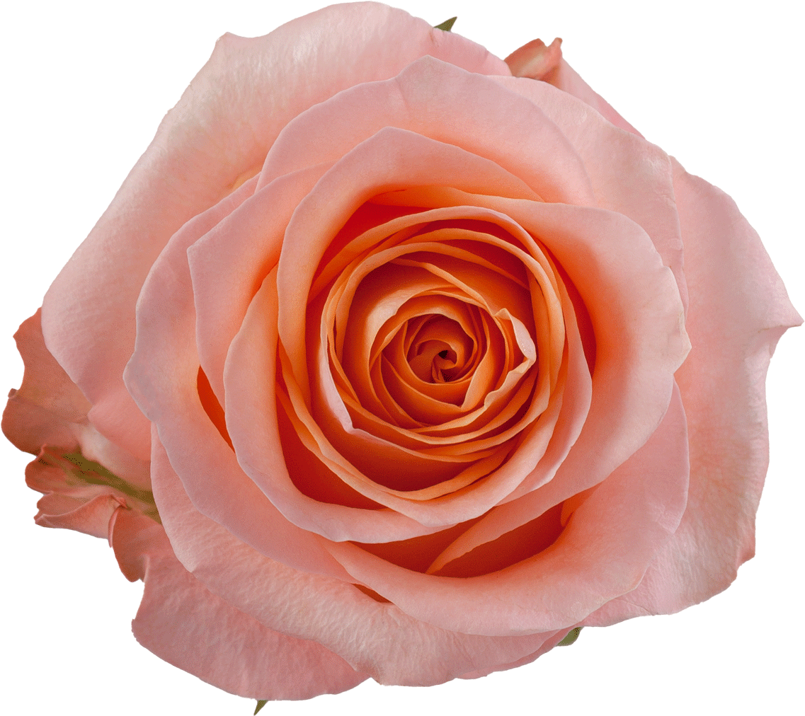 Rosaprima | Mandarin X-pression