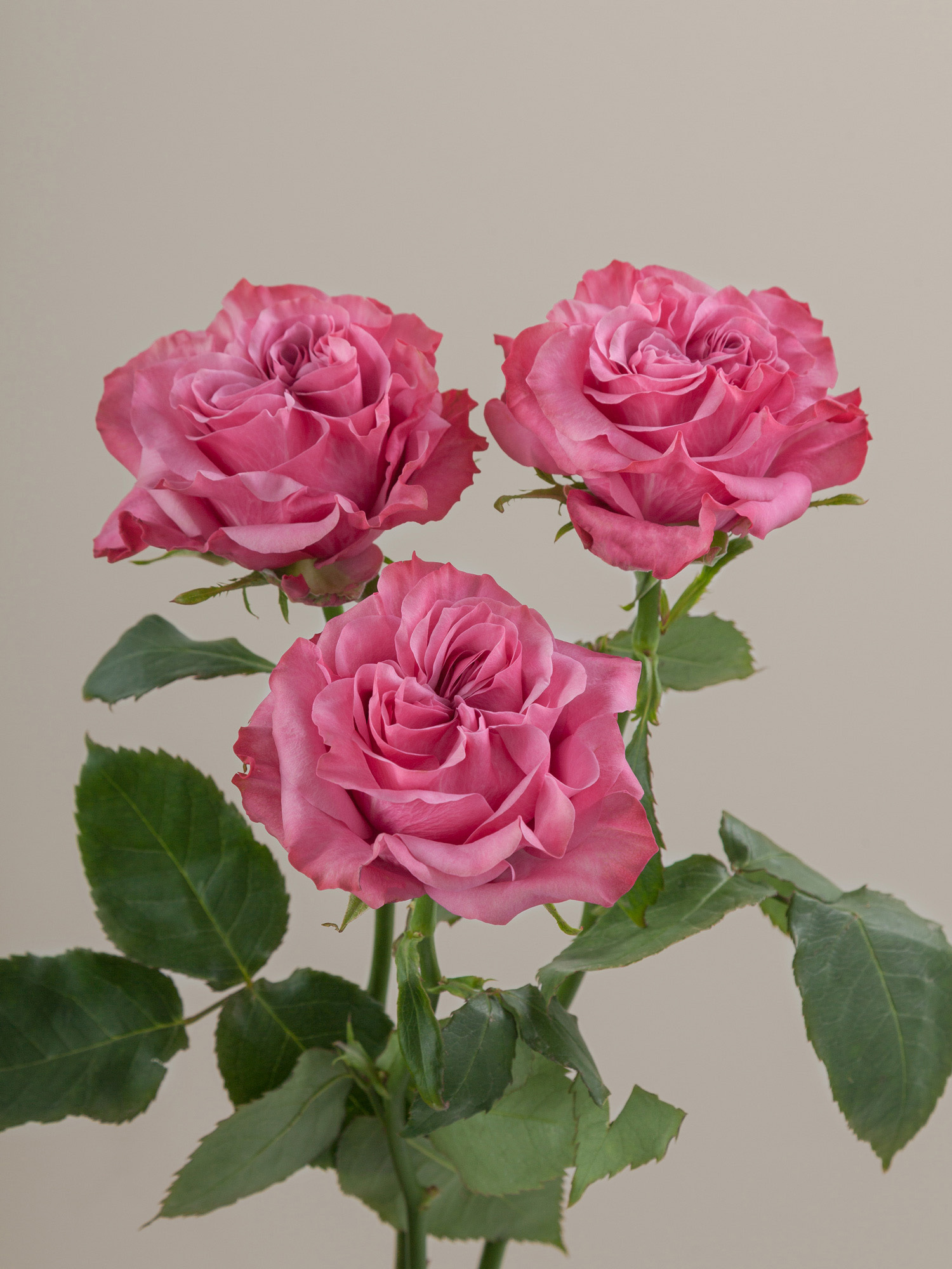 Rosaprima | Country Blues