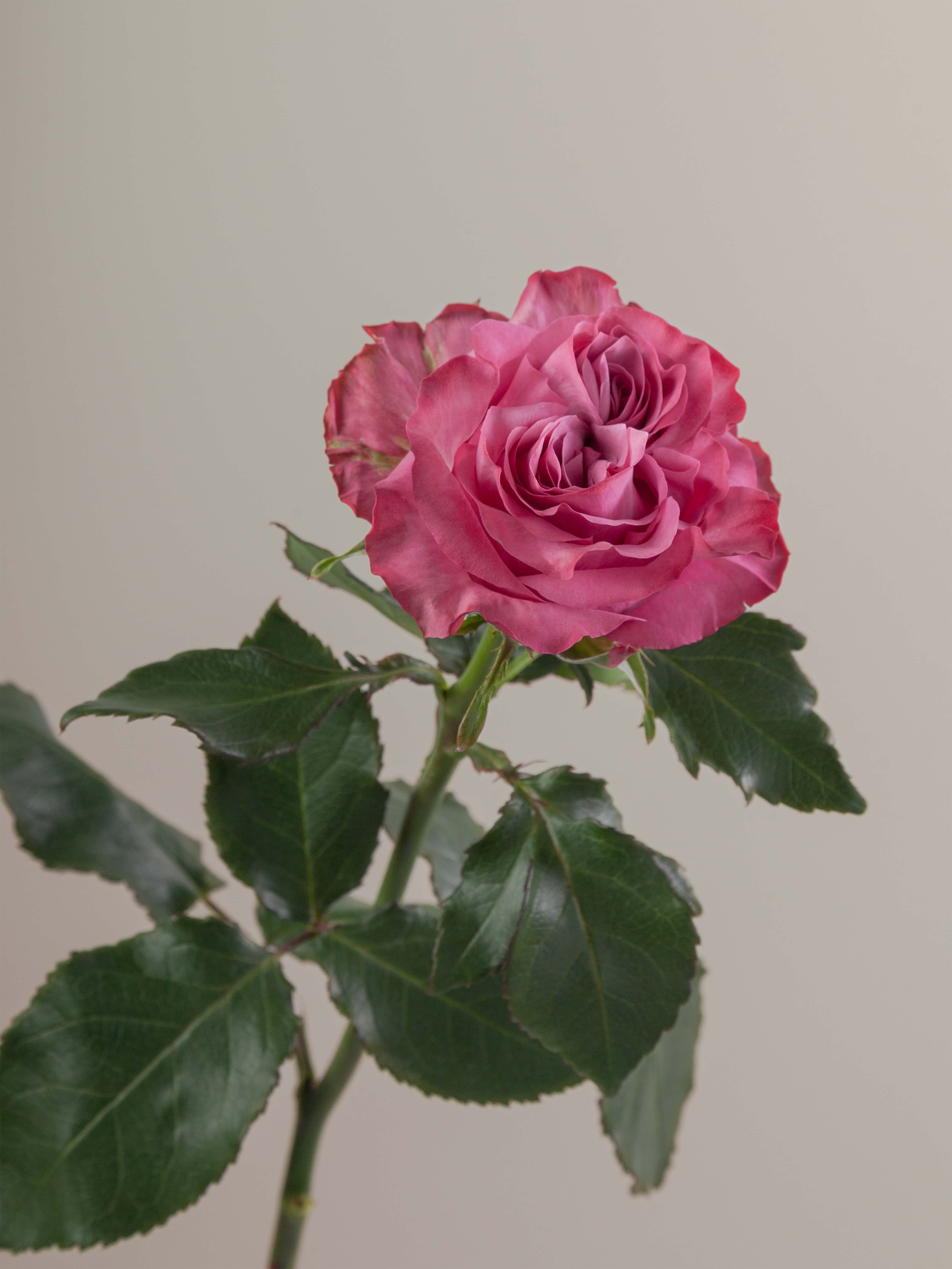Rosaprima | Country Blues