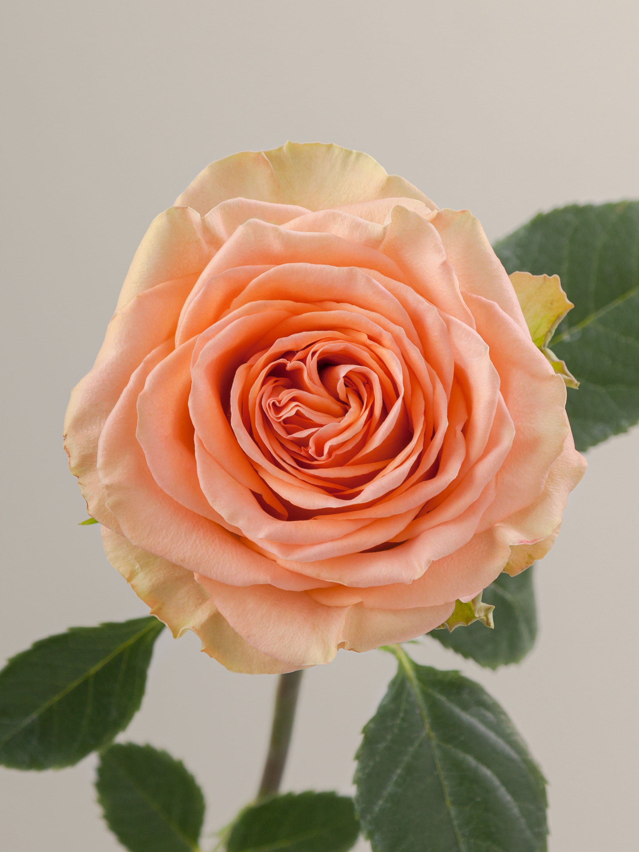 Rosaprima | Country Home