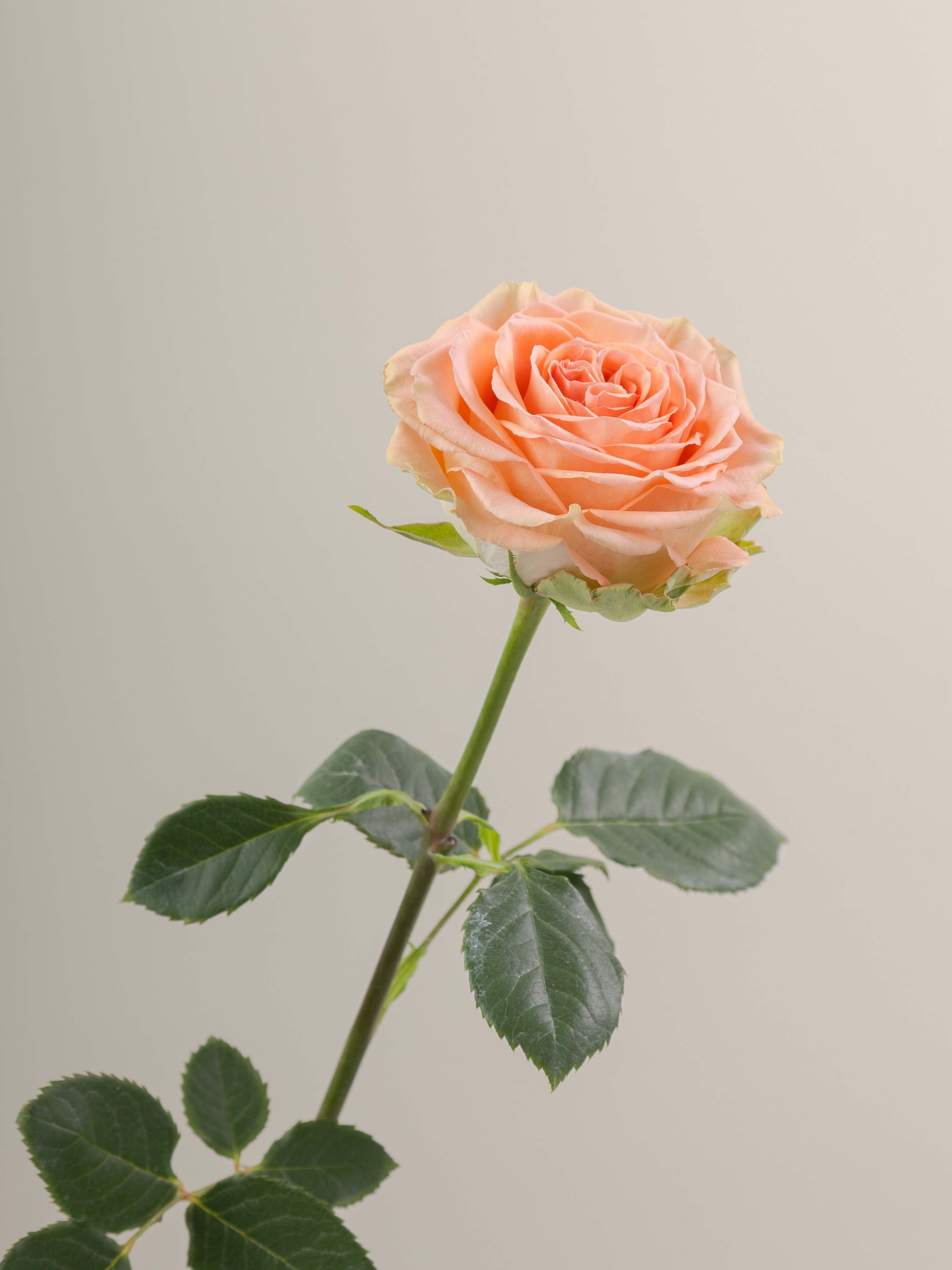 Rosaprima | Country Home