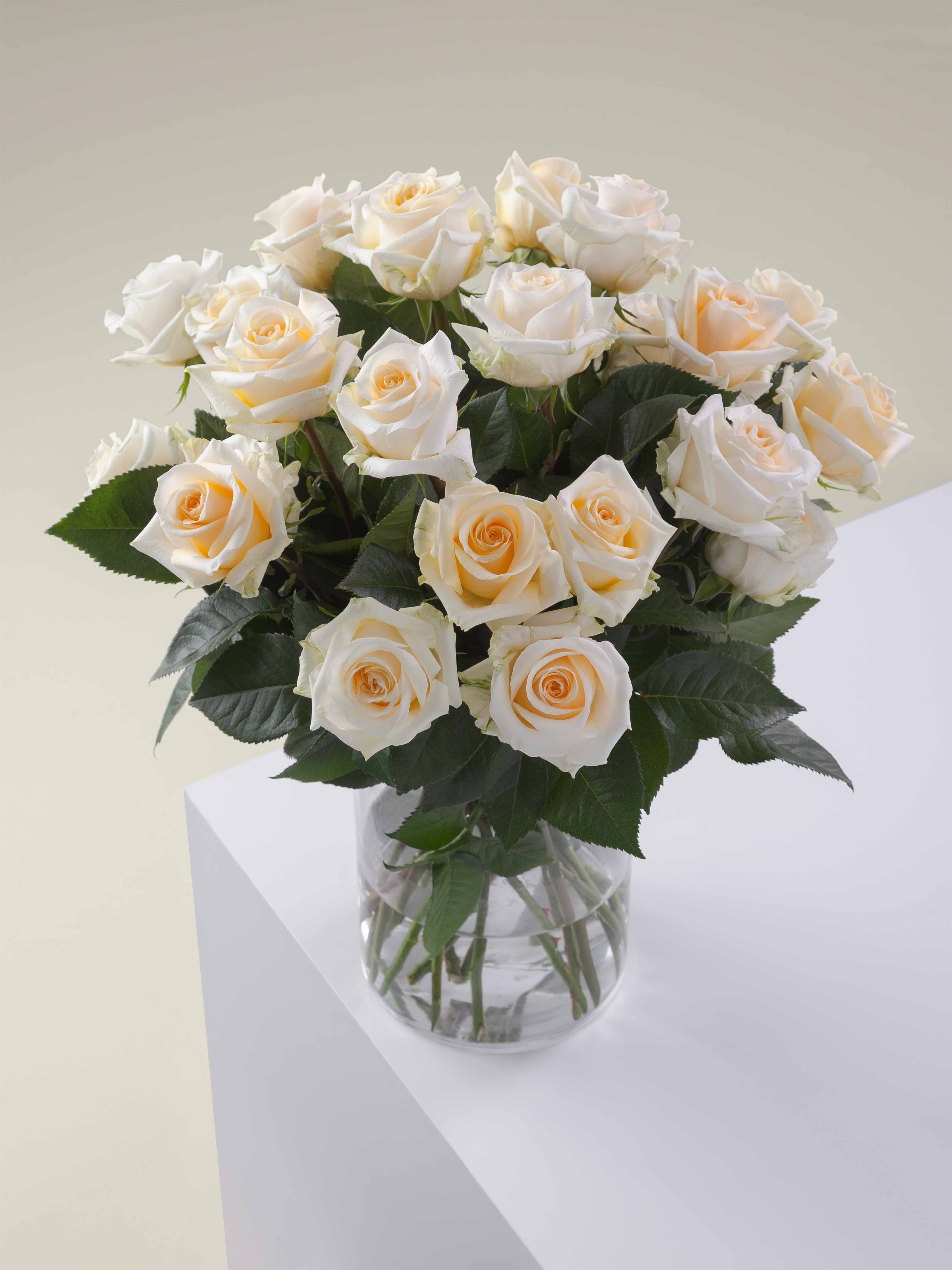 Creme Roses Rosaprima | Crème de la Crème