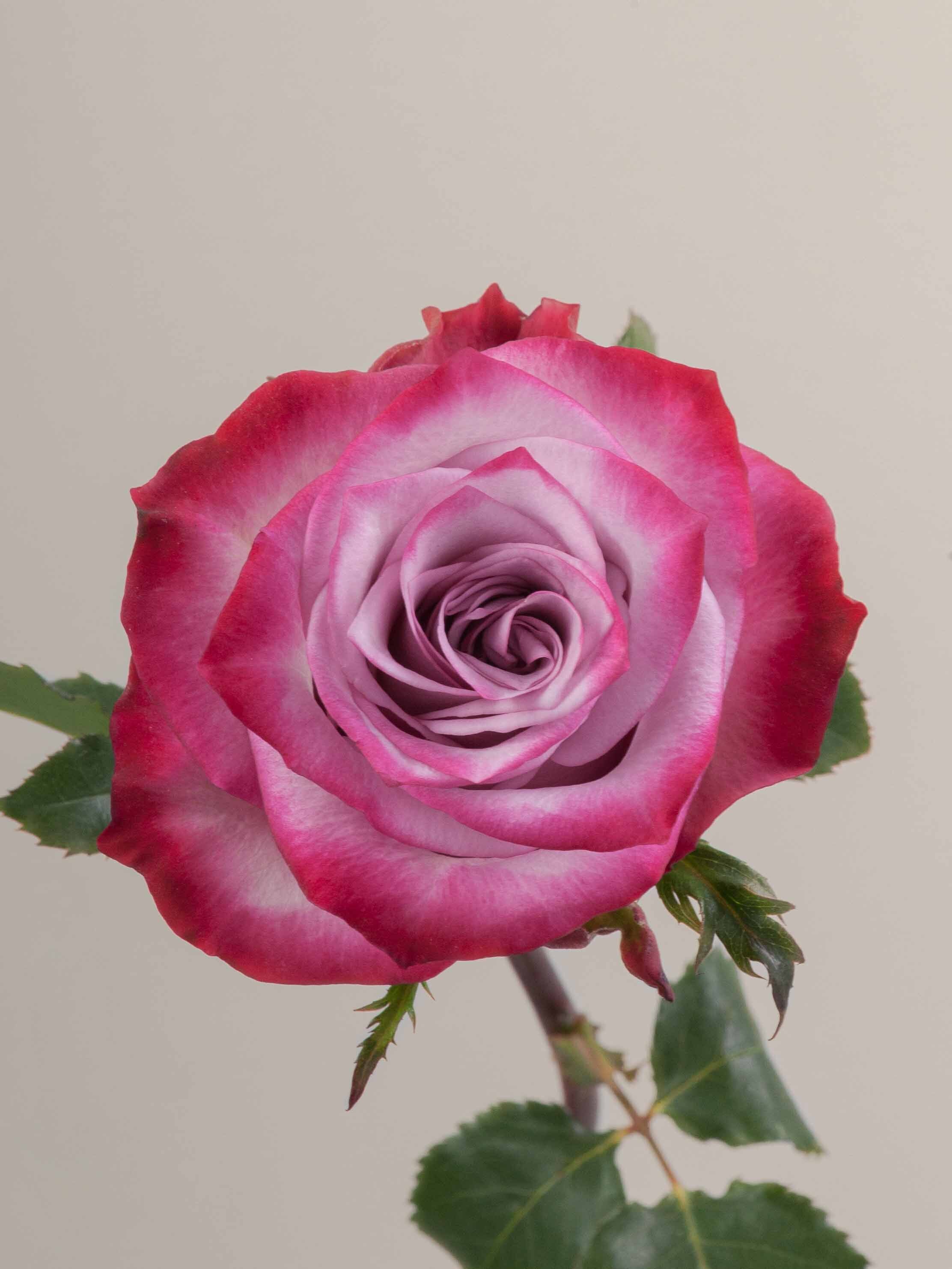 Purple Roses Rosa Prima Rosaprima | Deep Purple