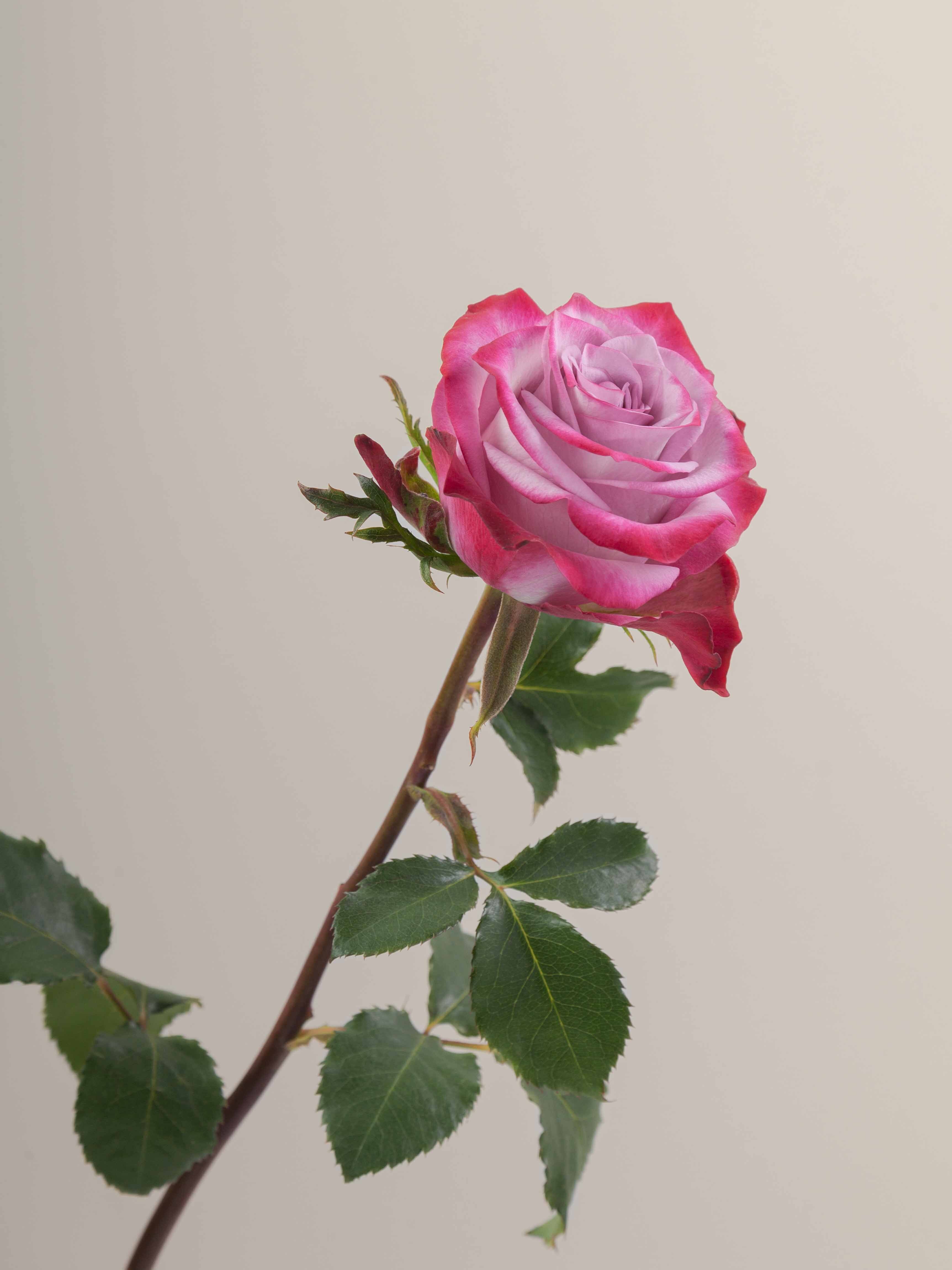Purple Roses Rosa Prima Rosaprima | Deep Purple