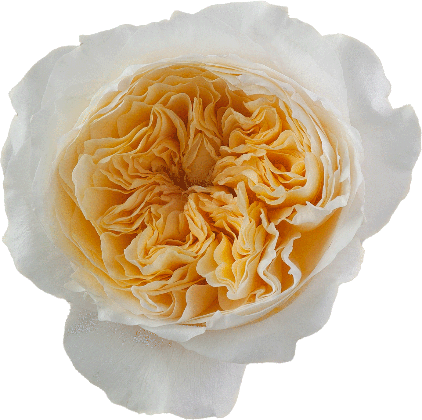 Rosaprima | Confidential