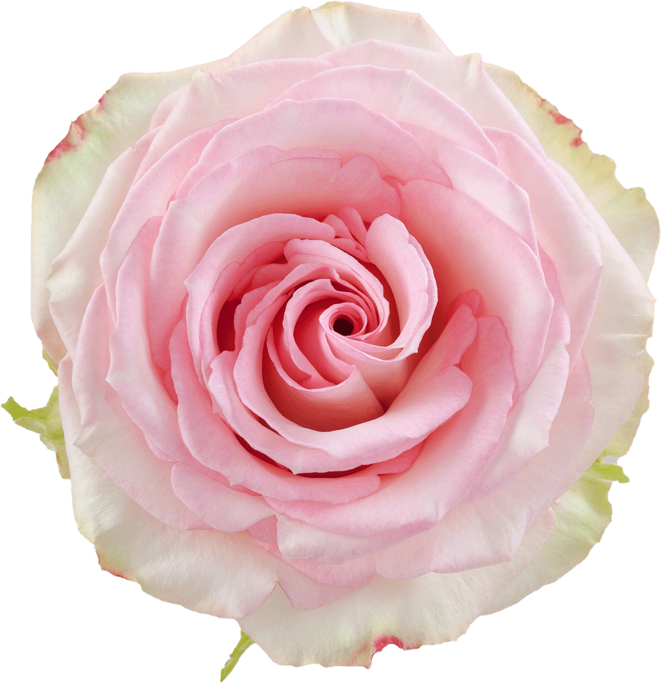 Rosaprima | Esperance