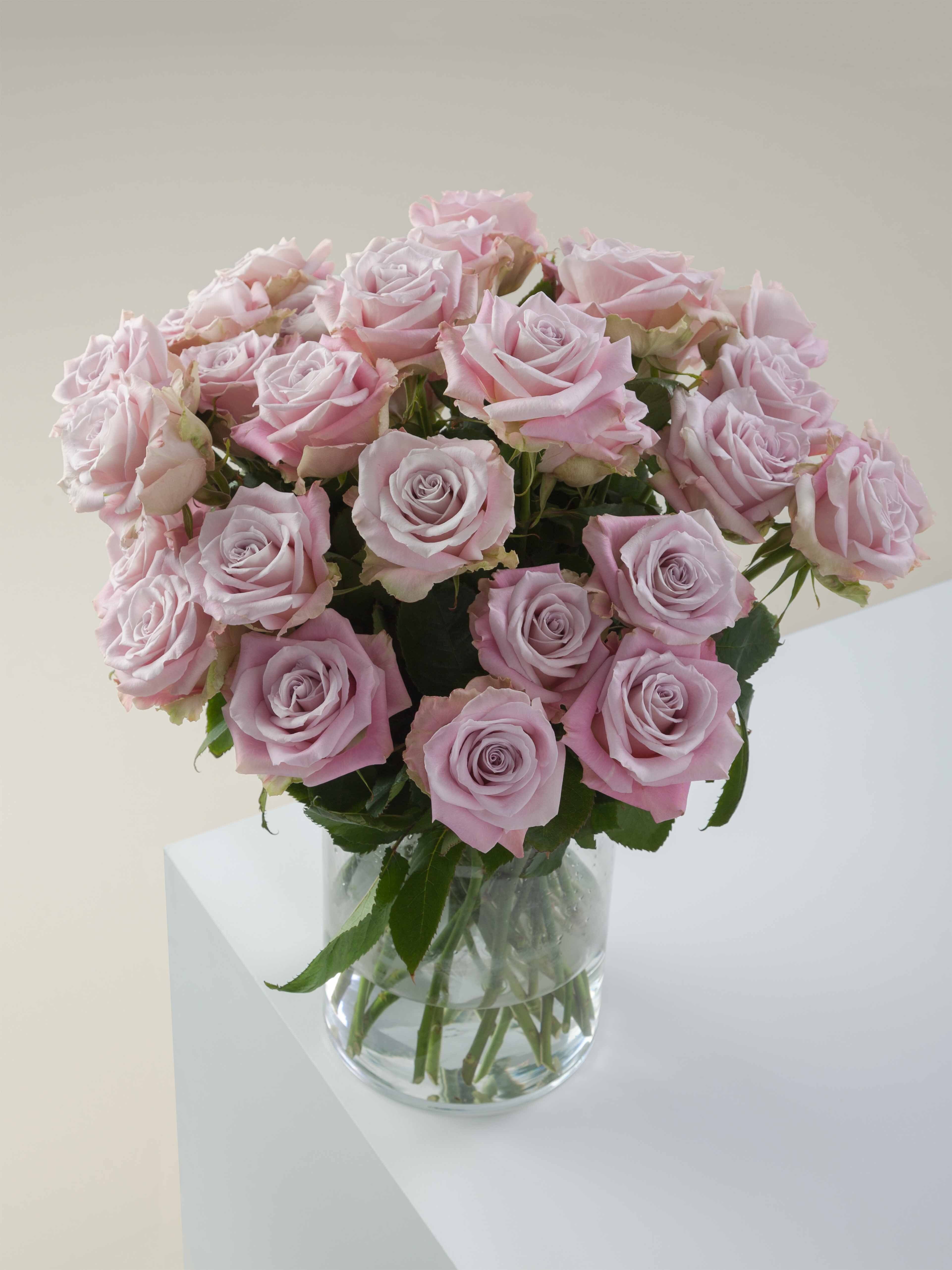 Symbol Roses Rosa Prima Rosaprima | Faith