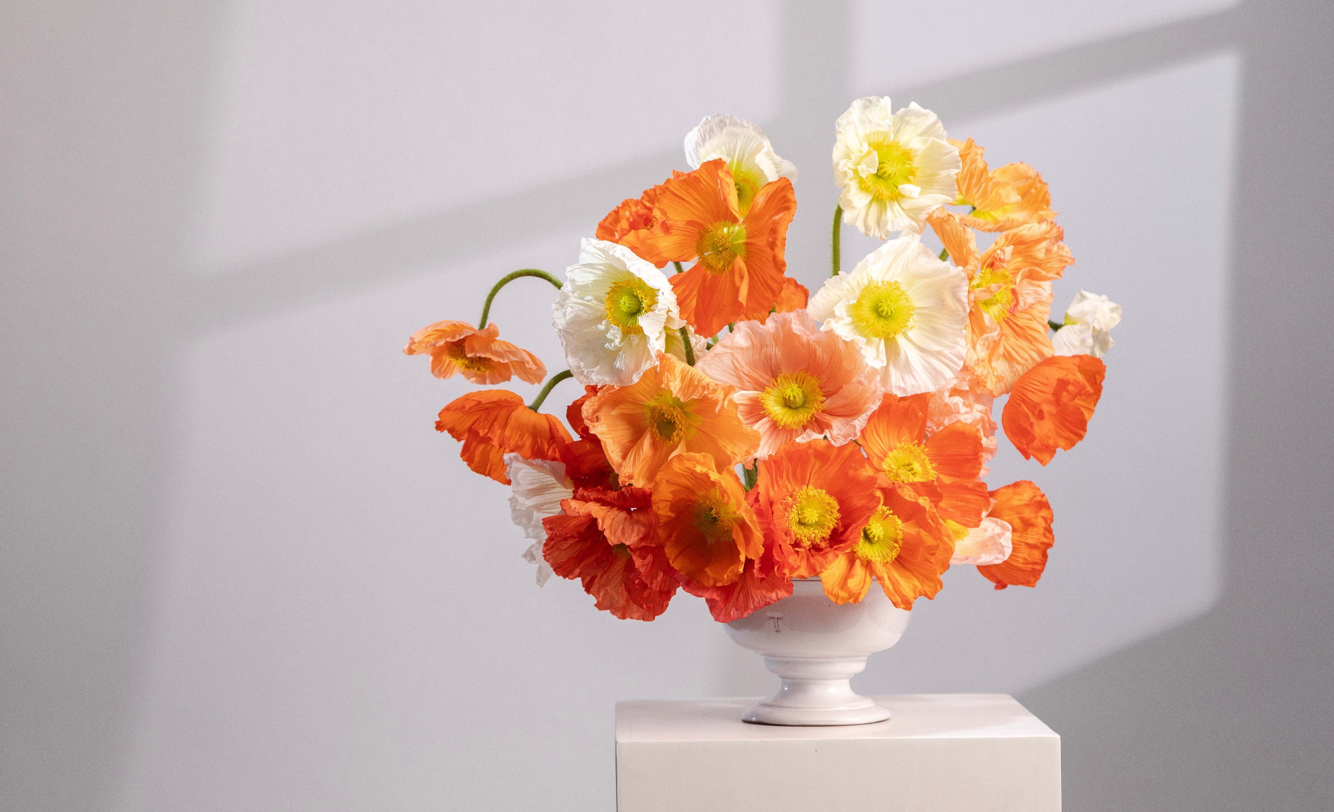 Poppies Collection
