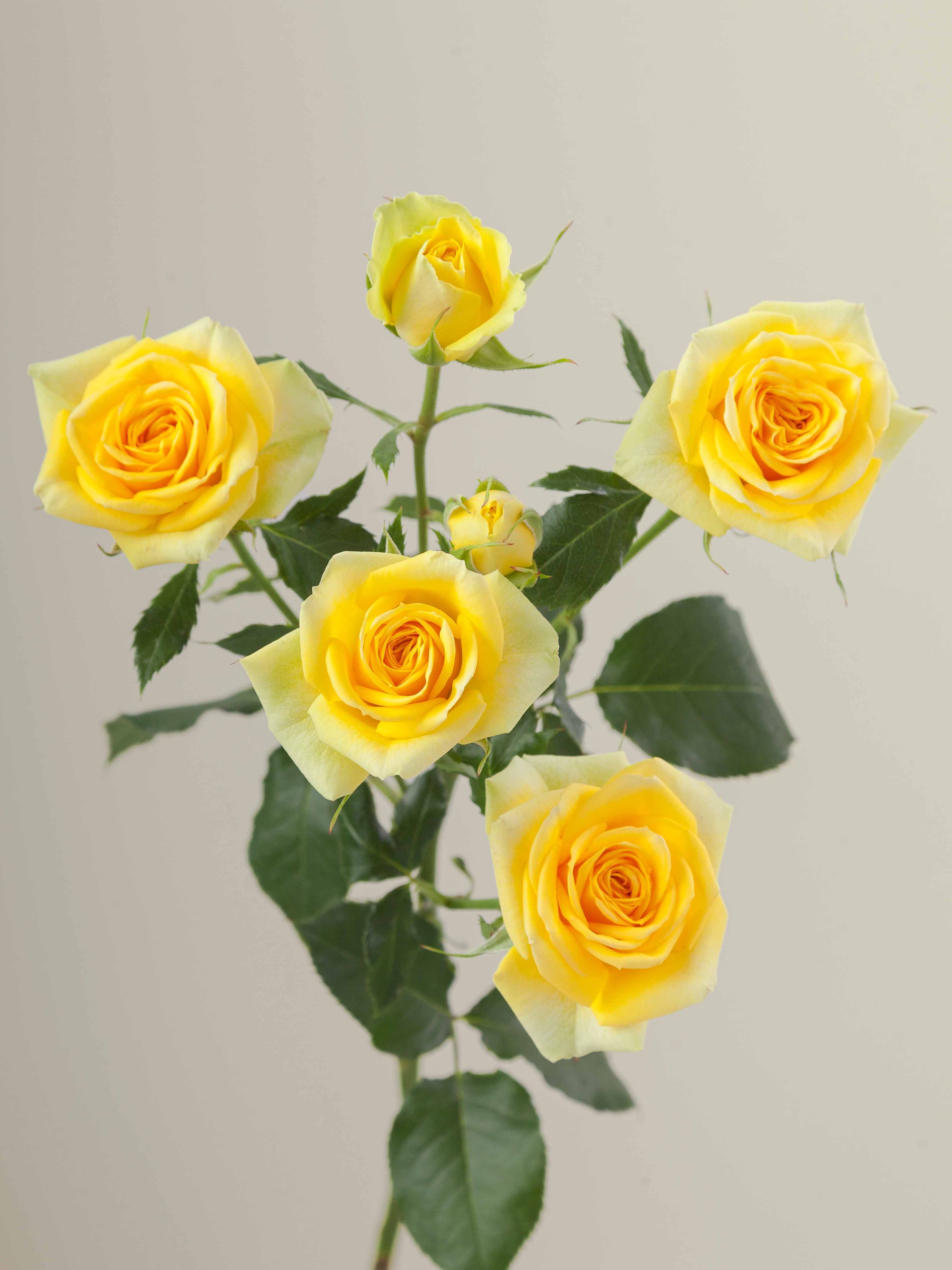 Golden Spray Roses Rosaprima | Golden Blossom