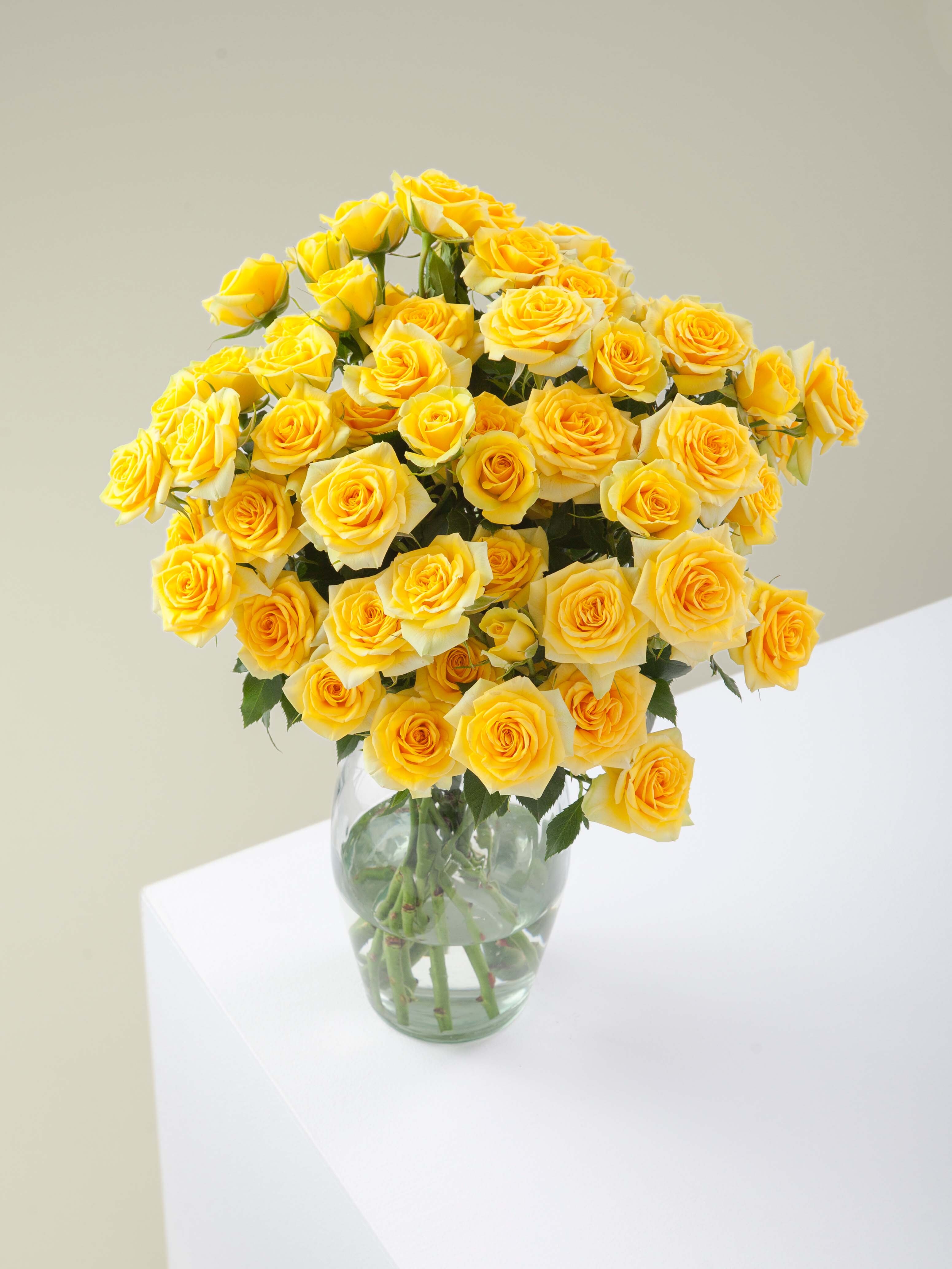 Golden Spray Roses Rosaprima | Golden Blossom