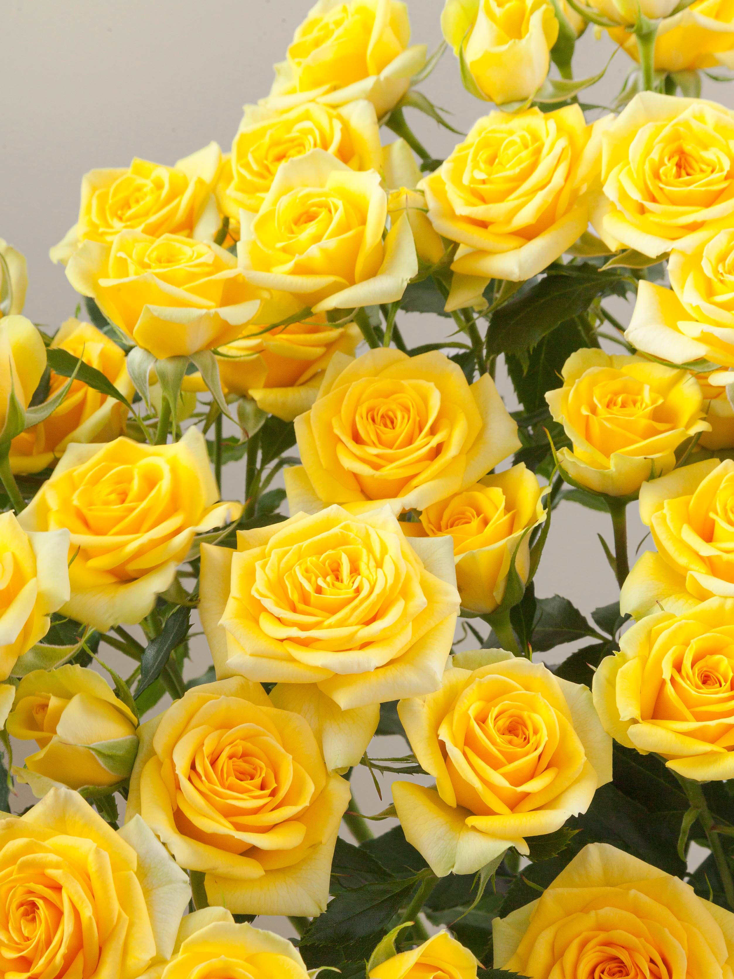 Golden Spray Roses Rosaprima | Golden Blossom