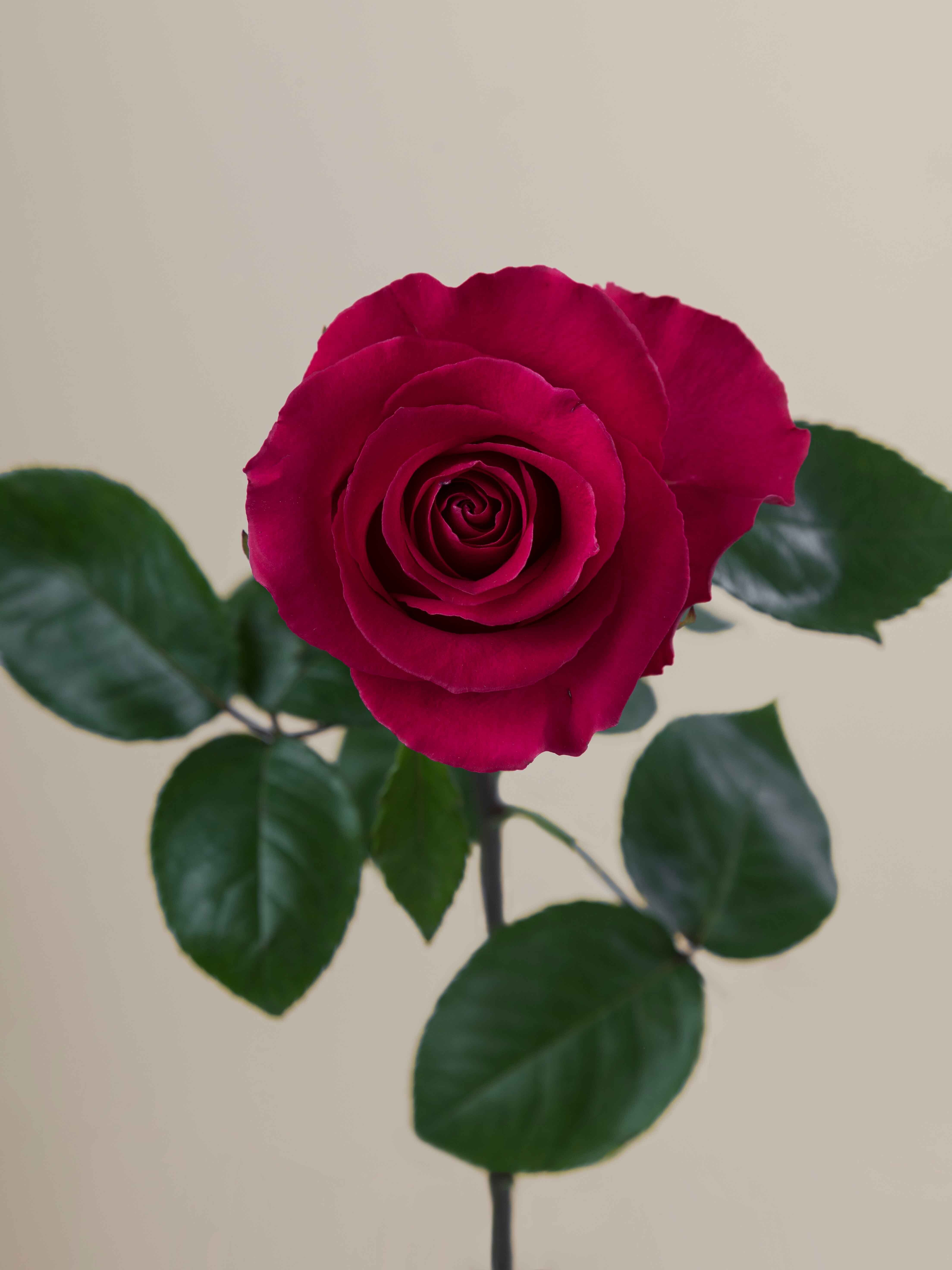 Rosaprima | Gotcha