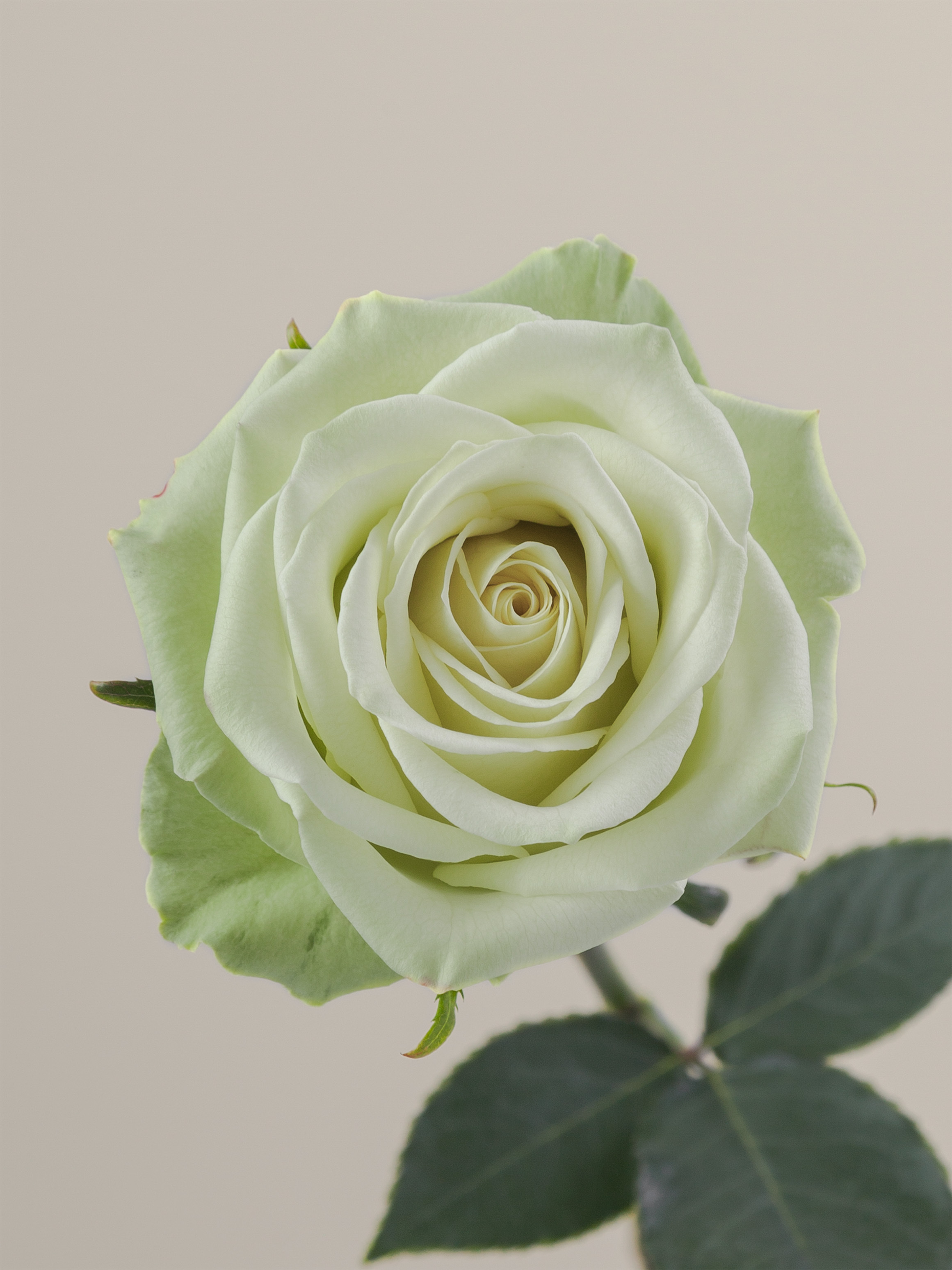 Ro Rosa Prime Rosaprima | Green Tea
