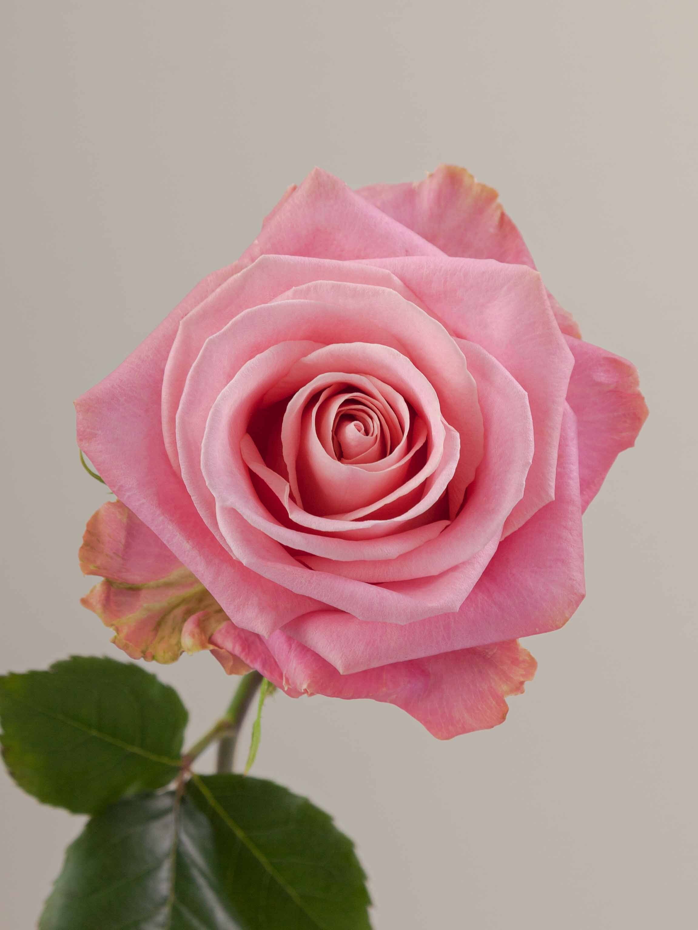 Symbol Roses Rosa Prima Rosaprima | Hermosa