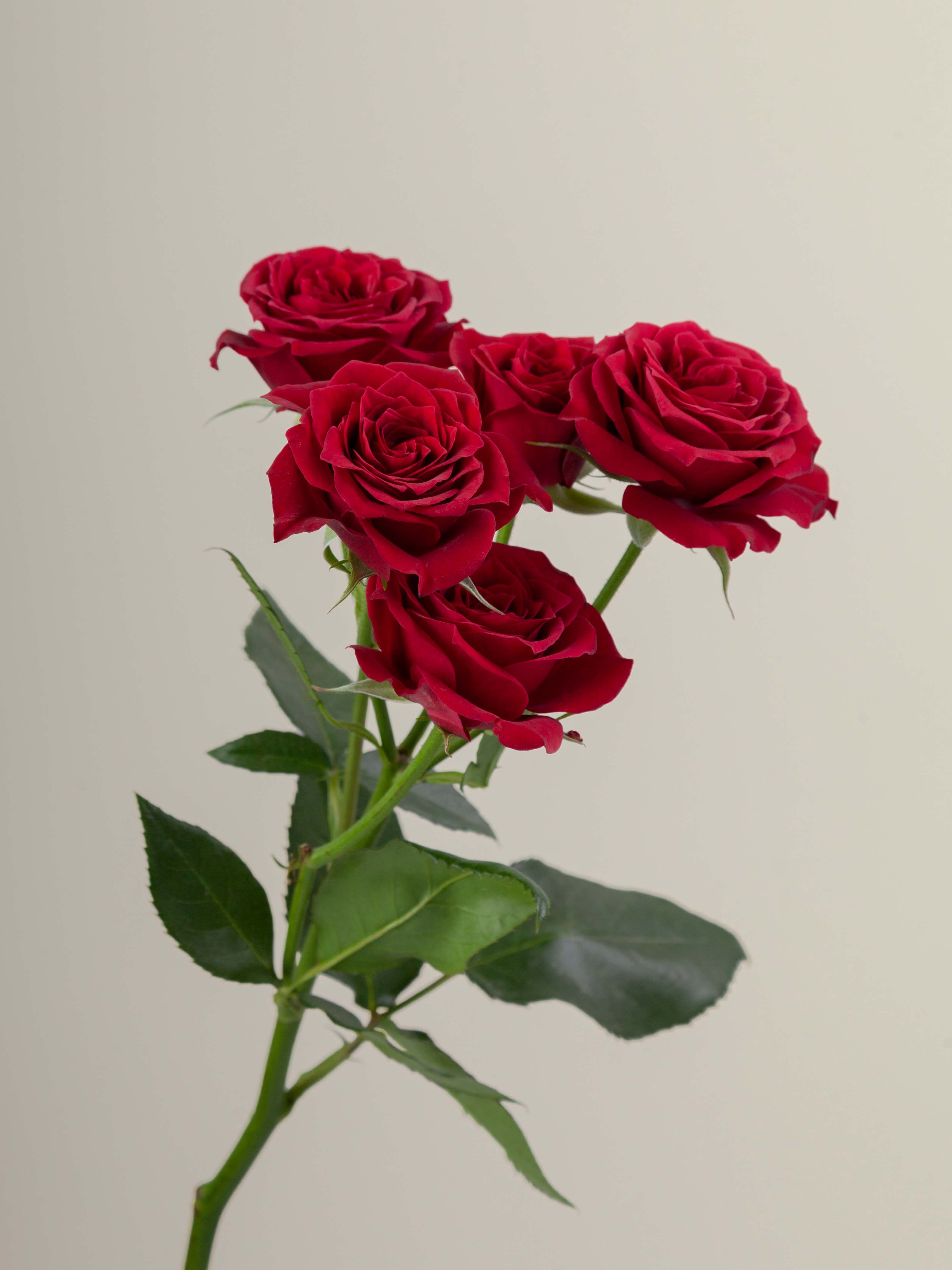 Rosaprima | Hot Desire