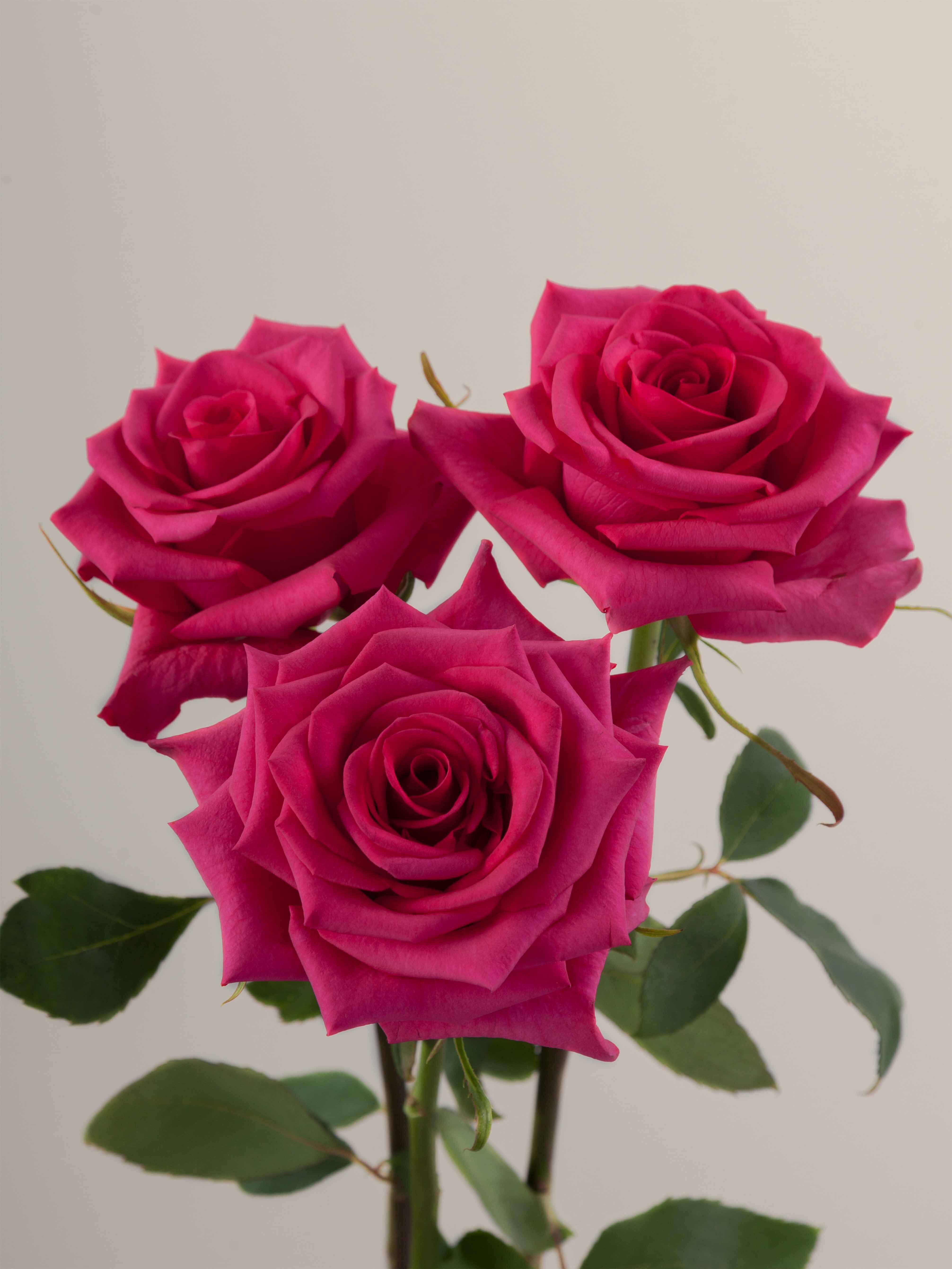 Hot Pink Rose Varieties