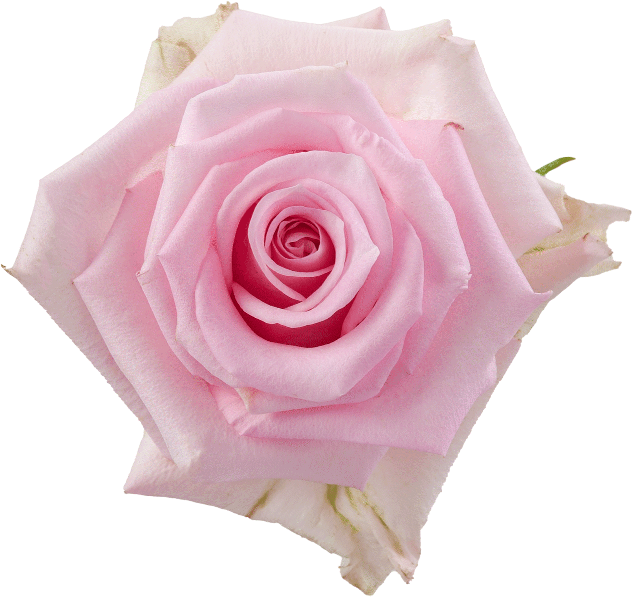 Rosaprima | Jessika