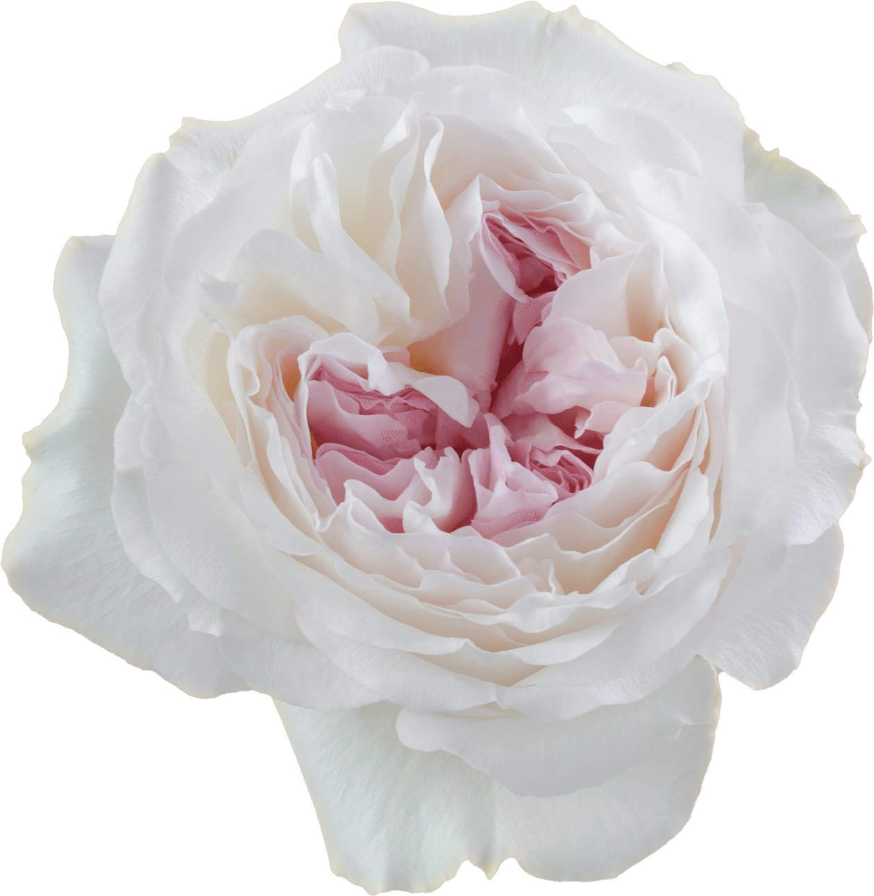 Rosaprima | Mandarin X-pression