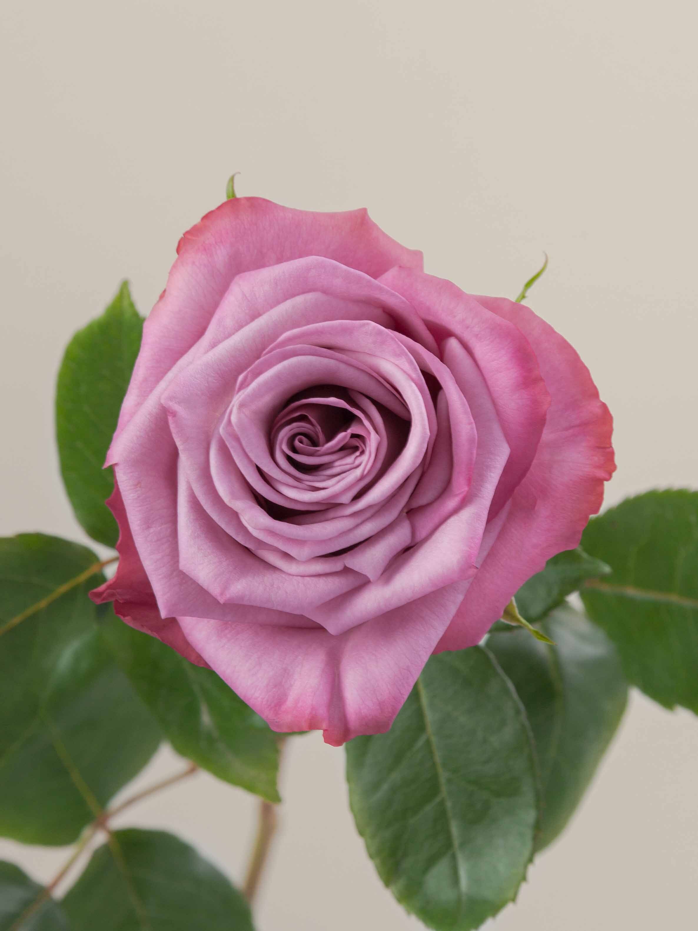 Rosaprima | Moody Blues