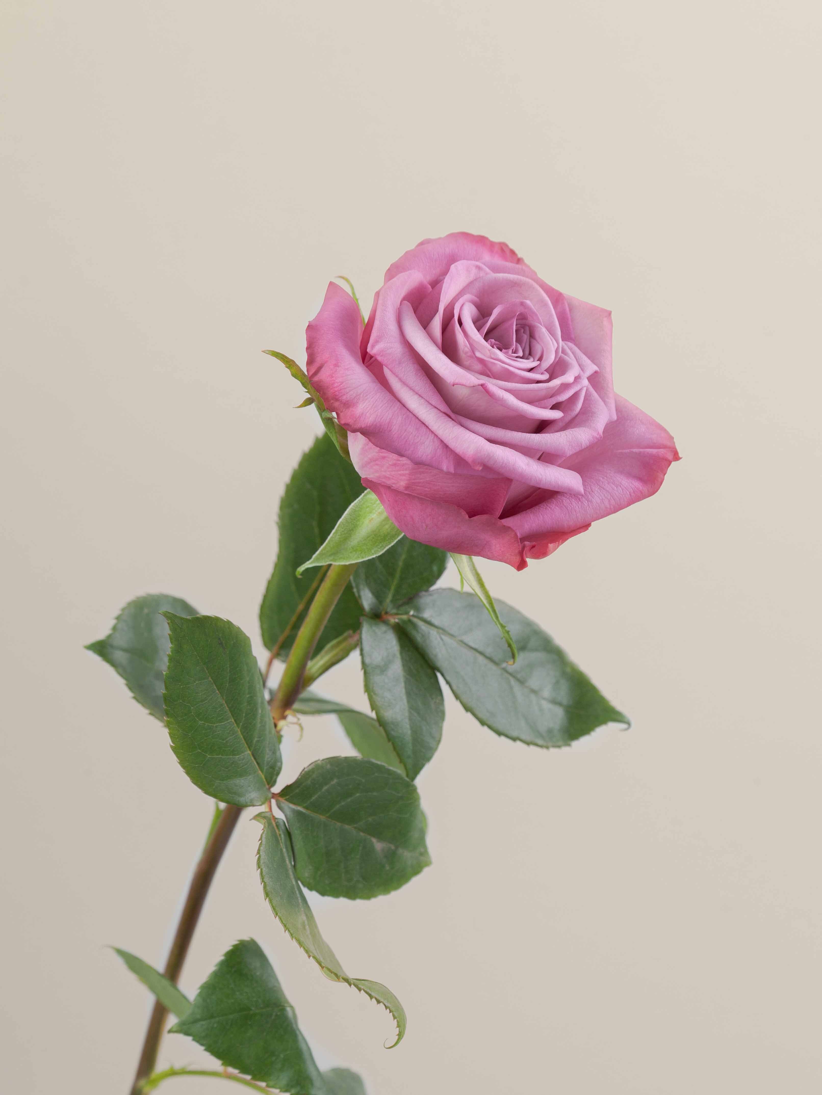 Rosaprima | Moody Blues
