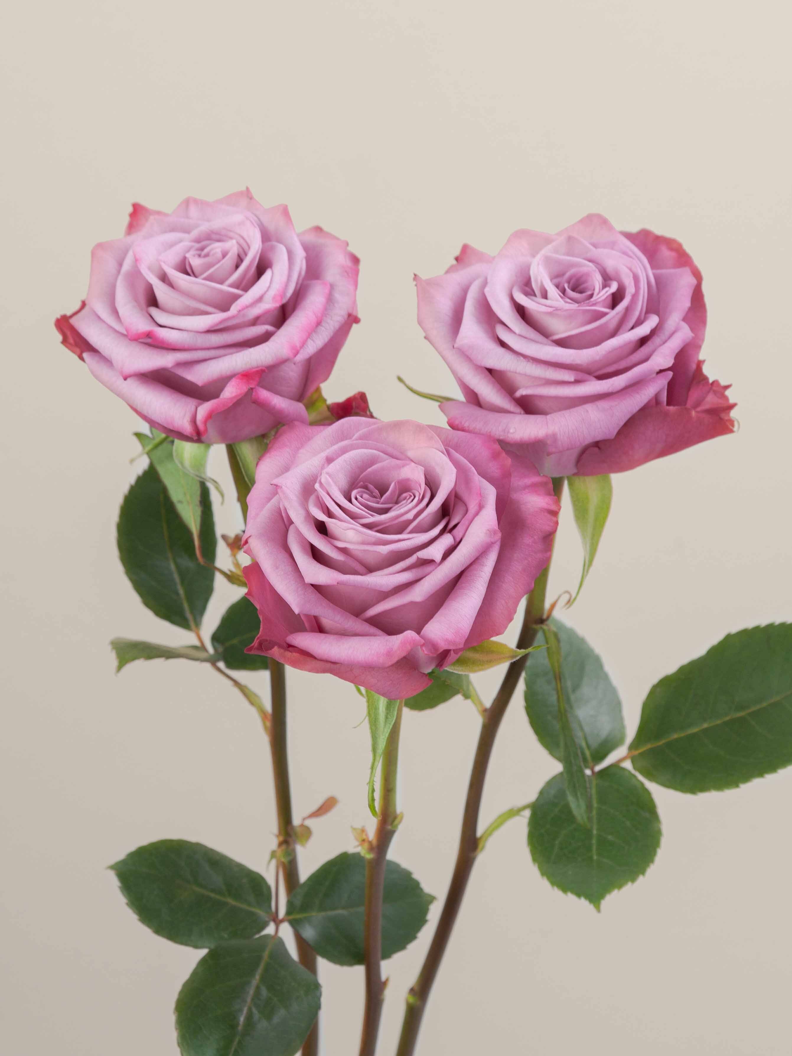 Rosaprima | Moody Blues