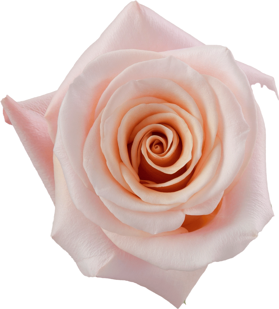 Rosaprima | Mother of Pearl