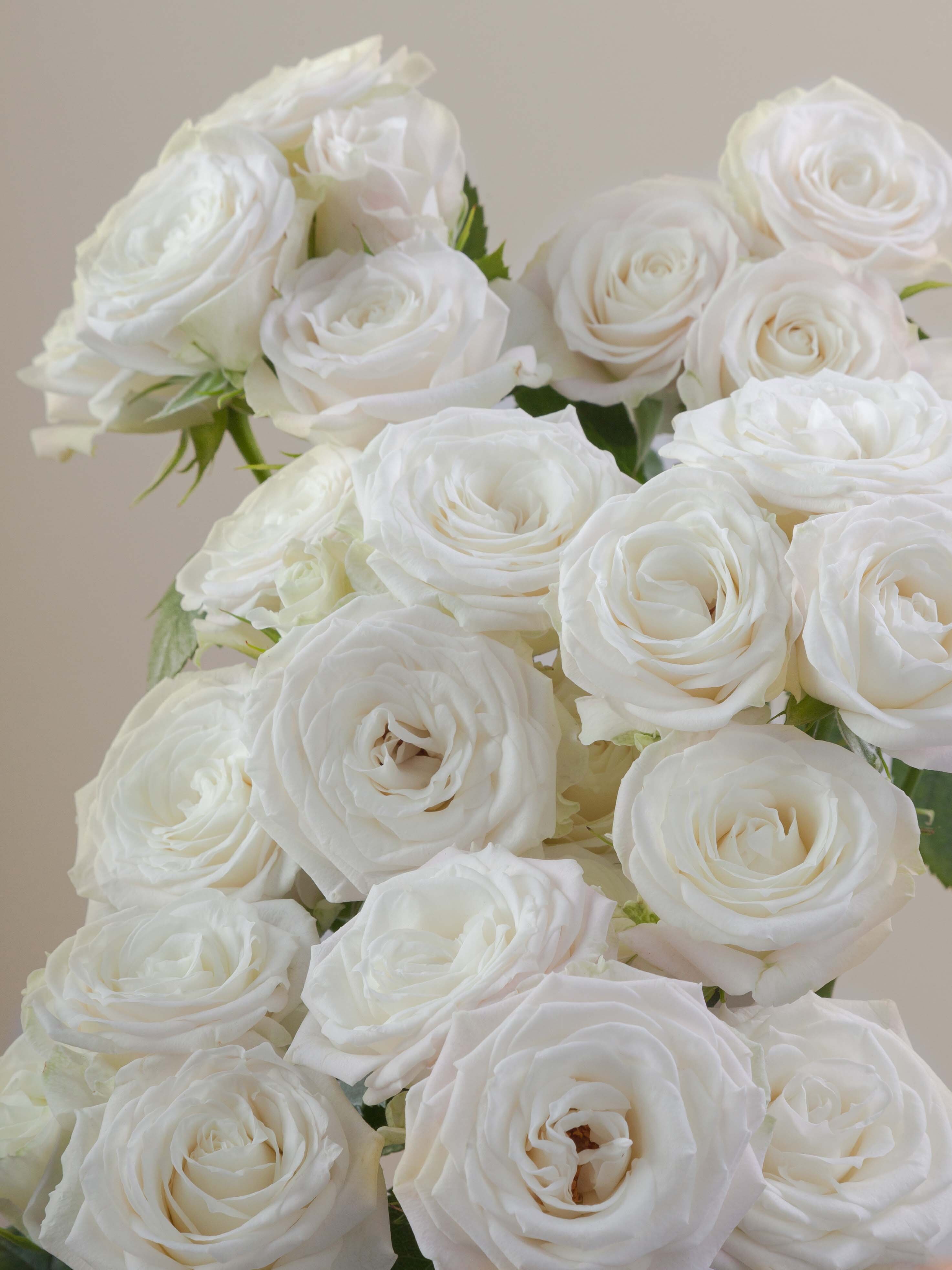 Symbol Roses Rosa Prima Rosaprima | Mykonos