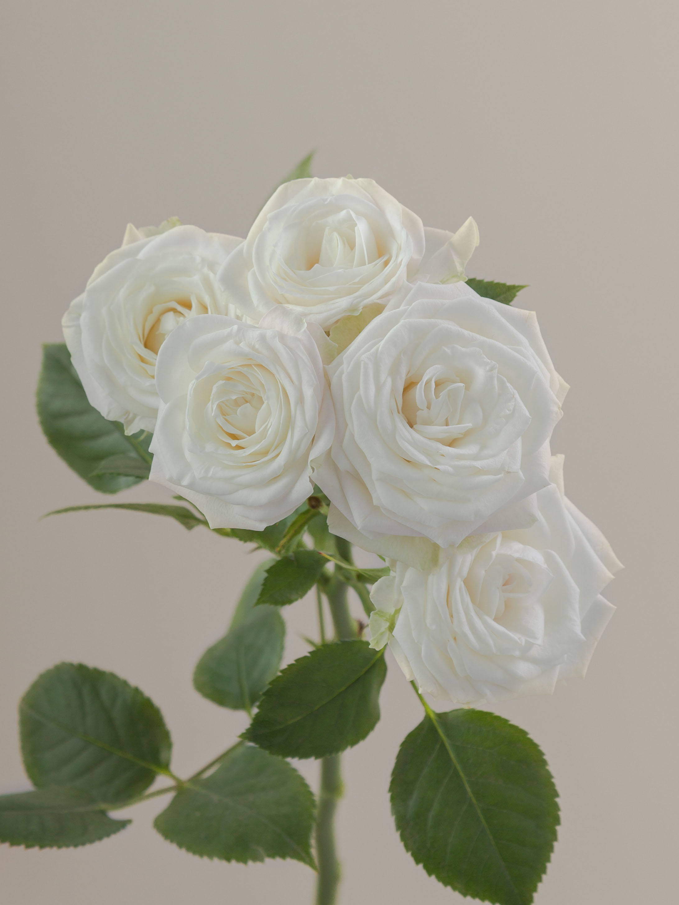 Symbol Roses Rosa Prima Rosaprima | Mykonos