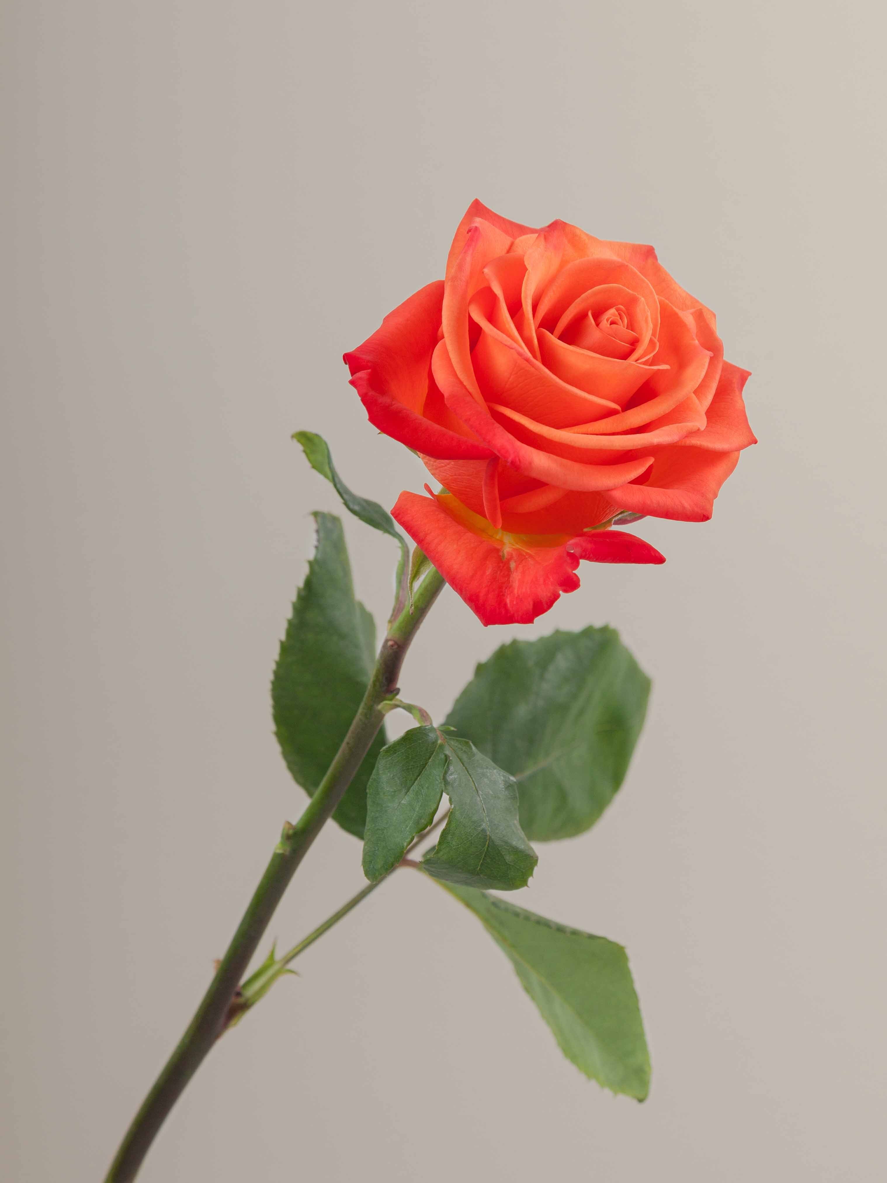 Crush Roz Rosaprima | Orange Crush