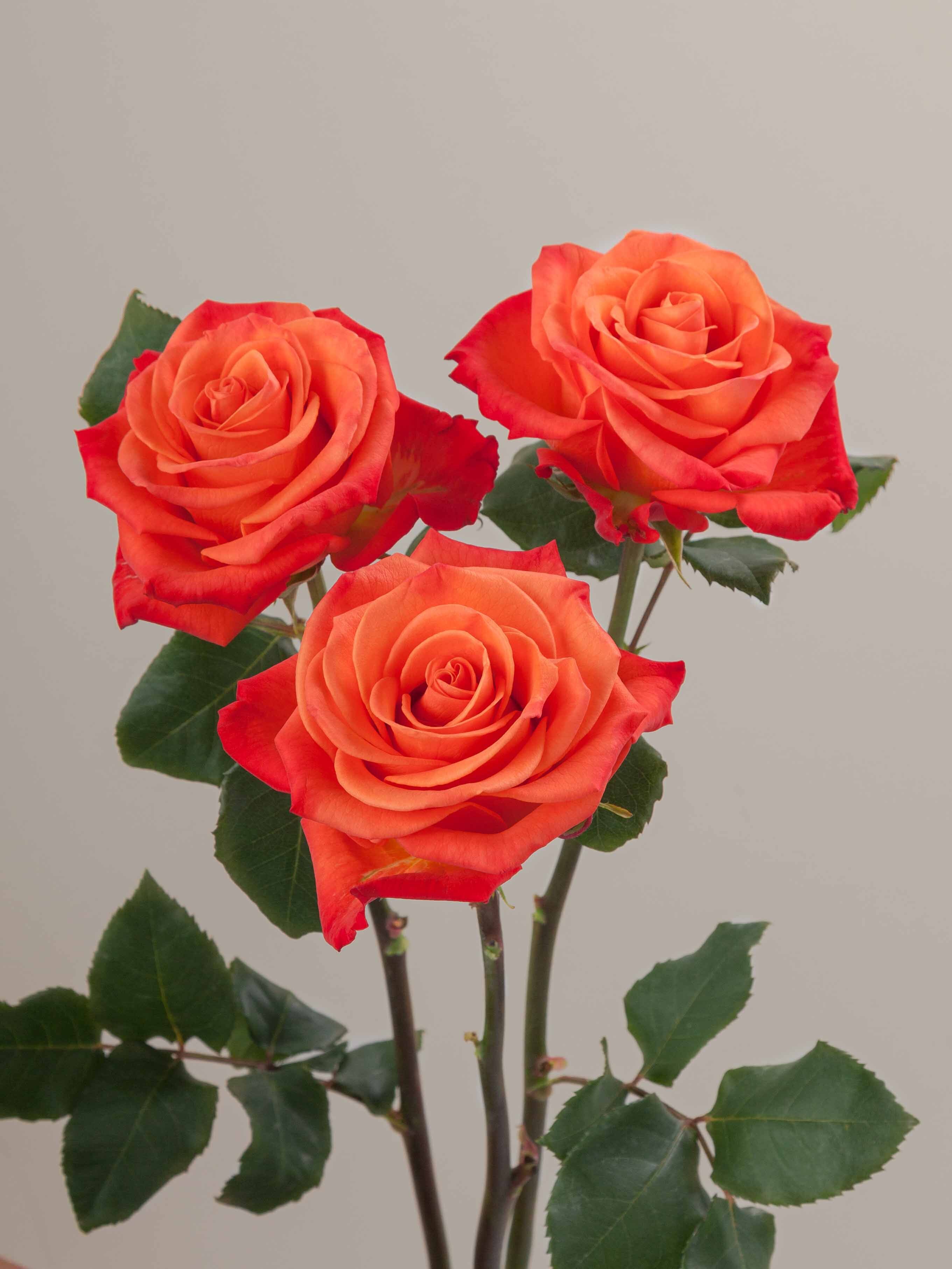 Crush Roz Rosaprima | Orange Crush