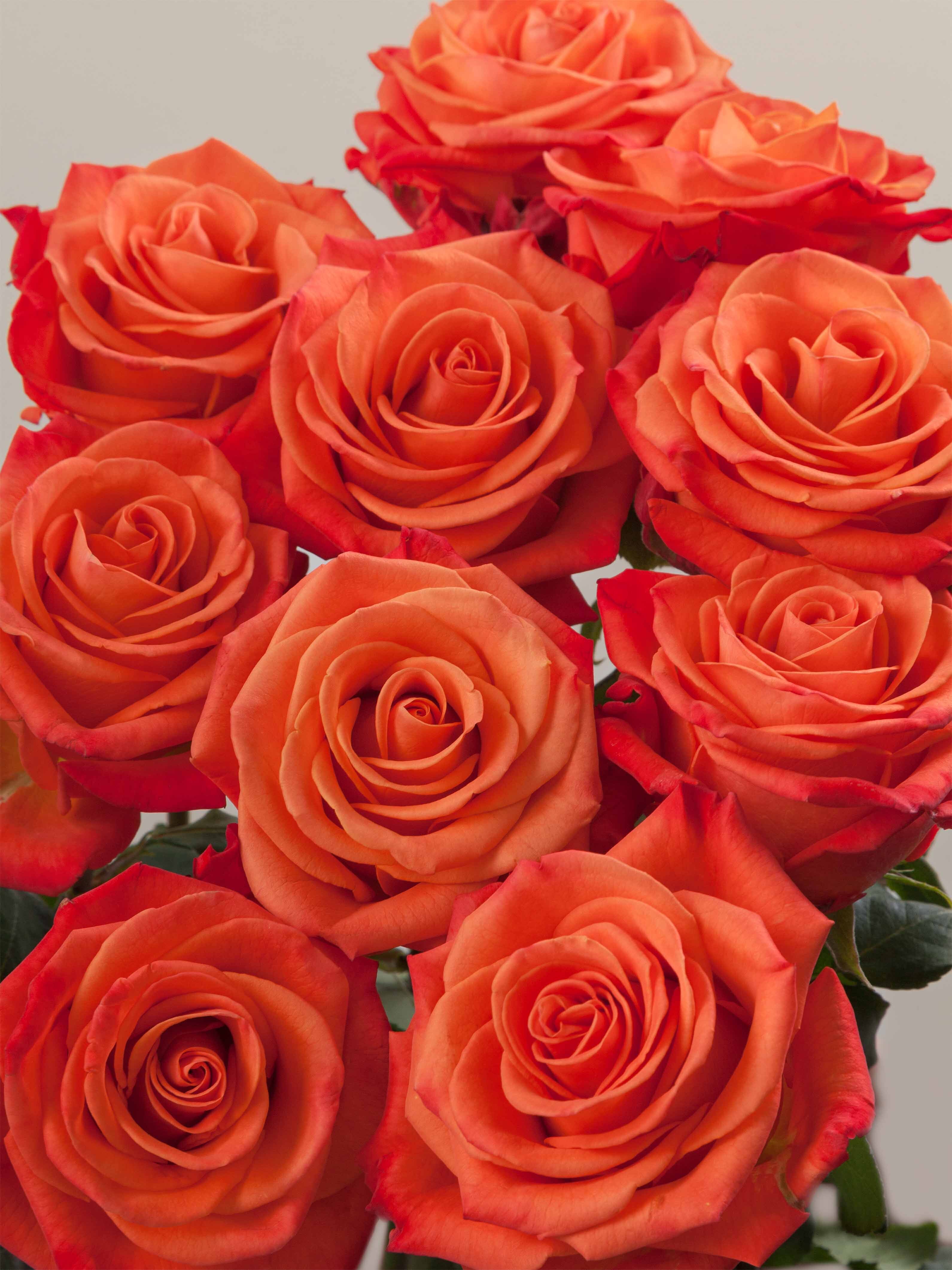 Crush Roz Rosaprima | Orange Crush