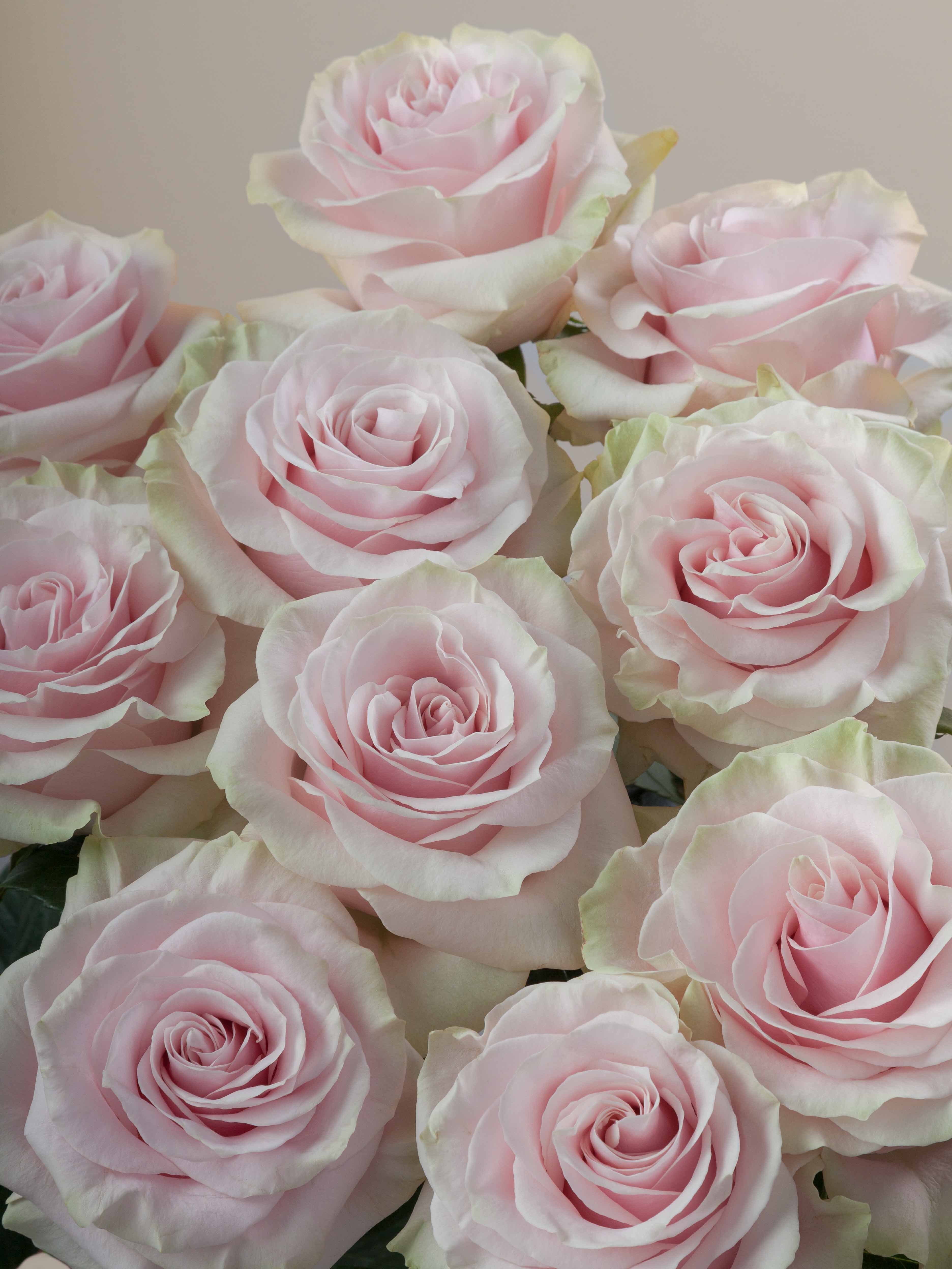 Pink Modial Roses Rosaprima | Pink Mondial