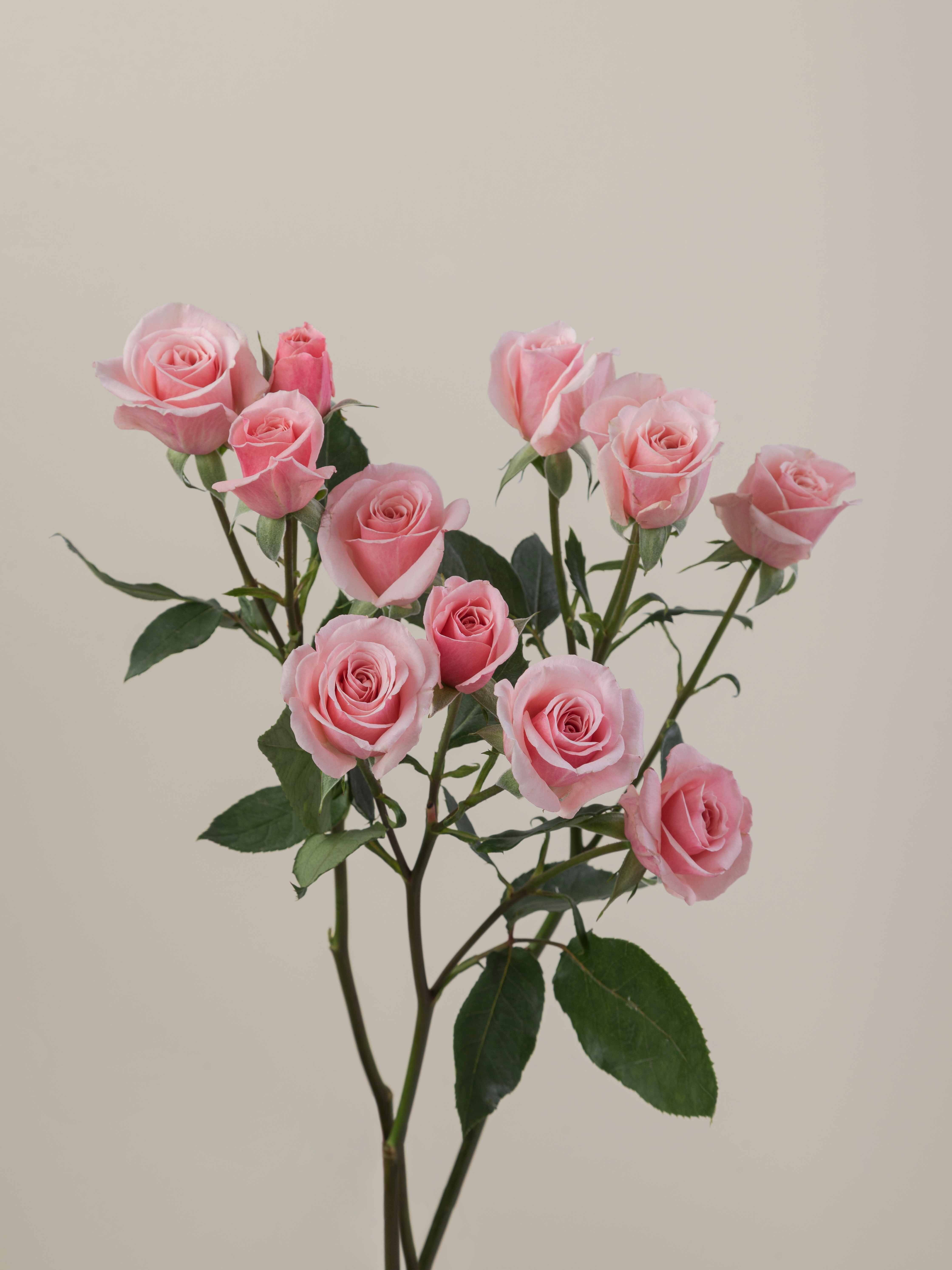 Rosaprima | Pink Planet