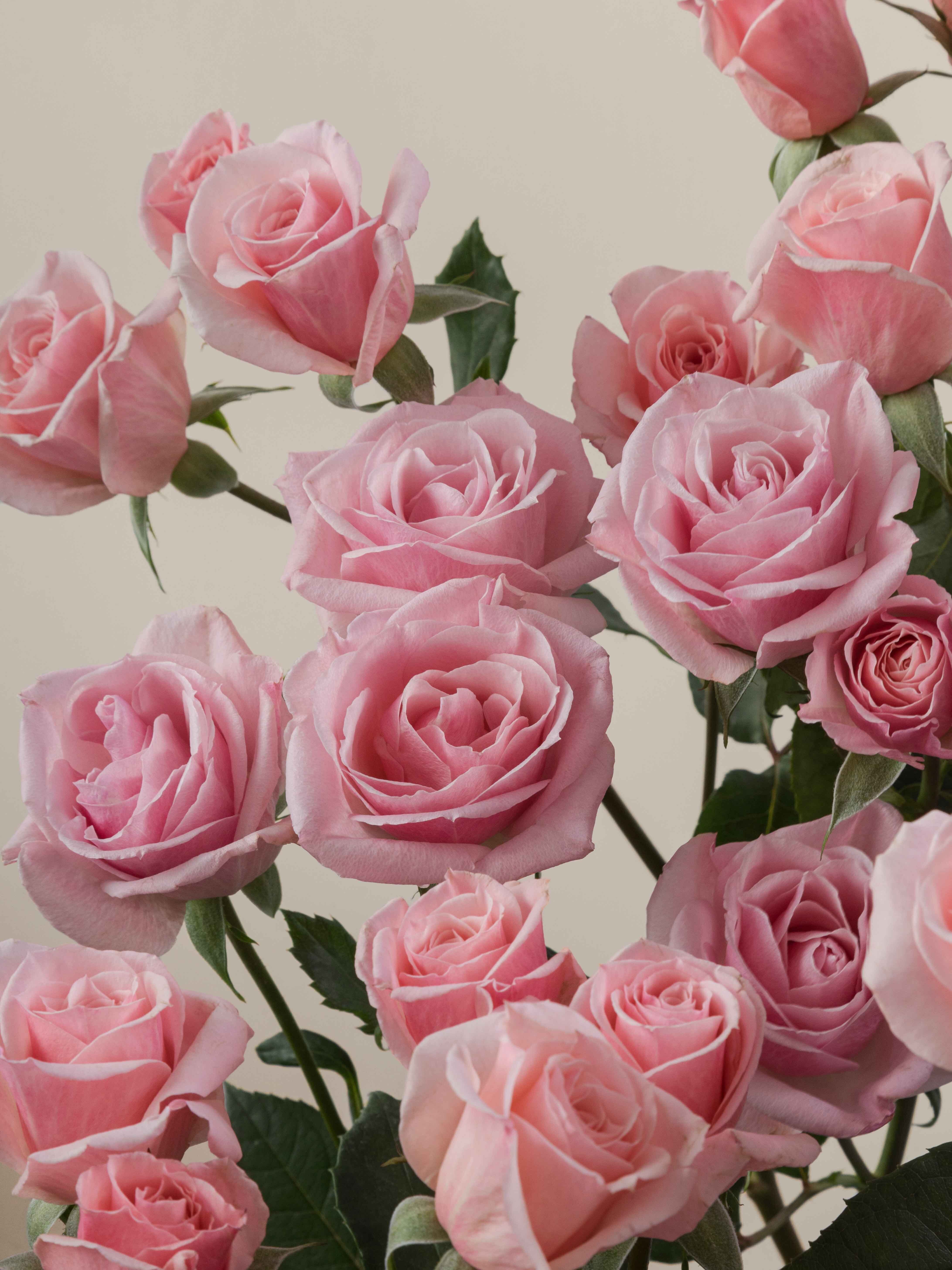 Rosaprima | Pink Planet